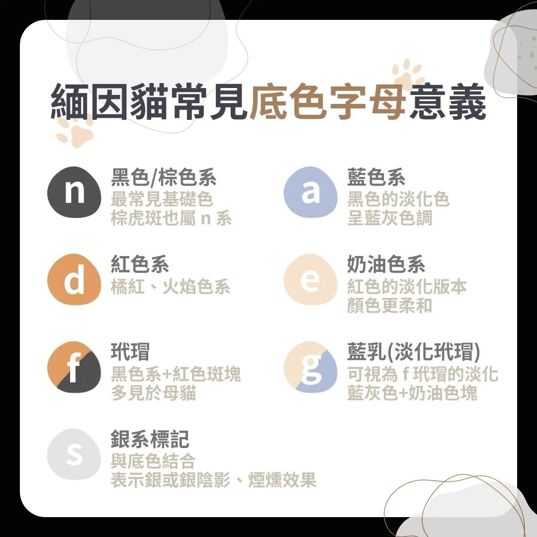 緬因貓底色字母