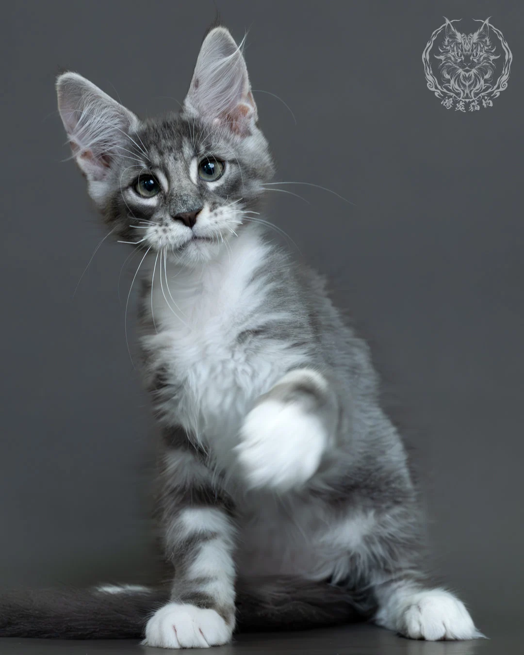 藍銀虎斑緬因貓 1