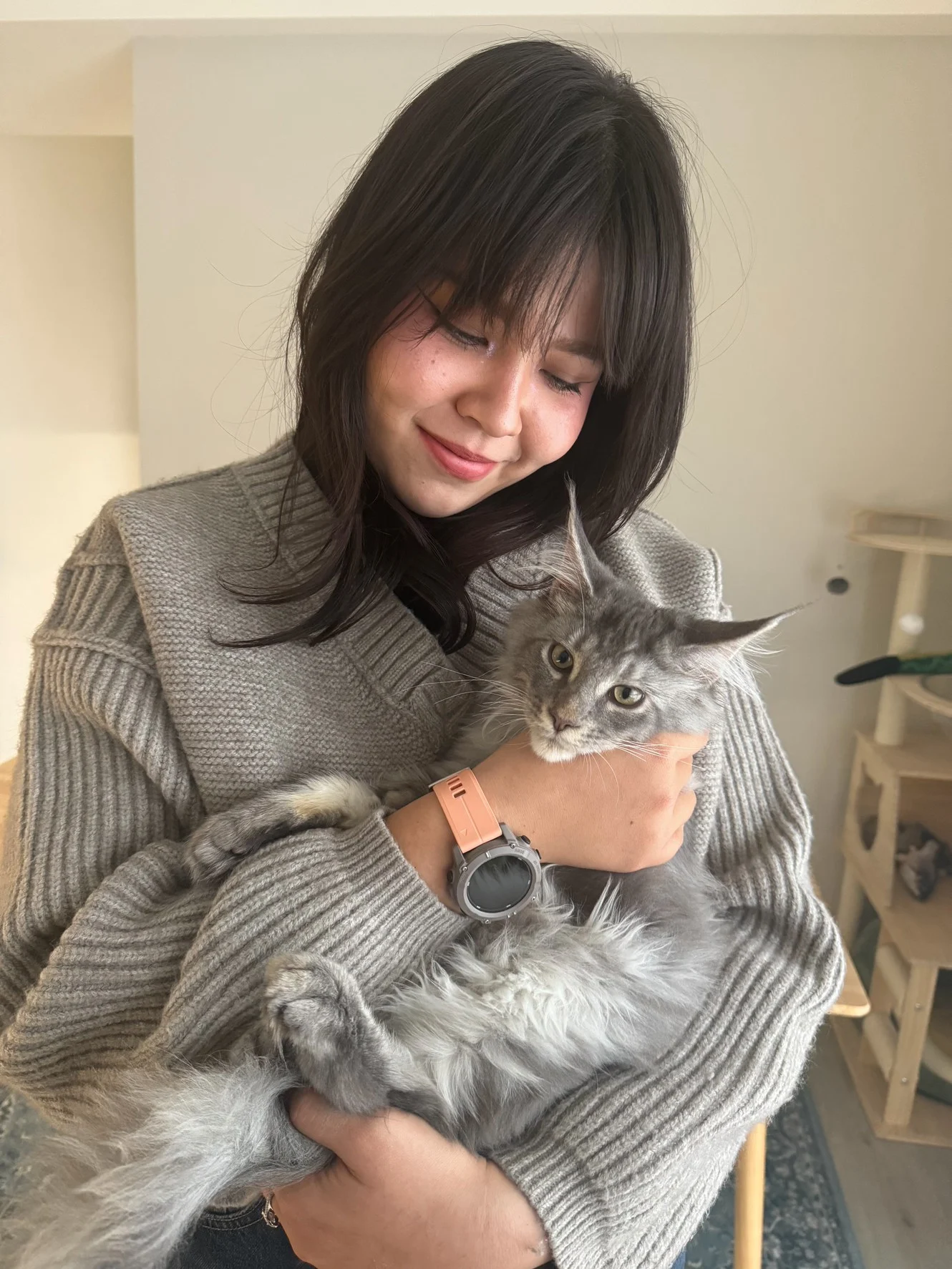 Han Solo Blue Silver Tabby Maine Coon Held 2