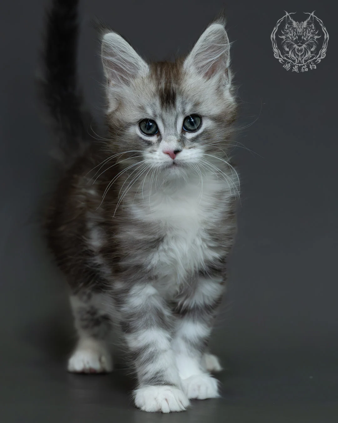 黑銀虎斑緬因貓 12