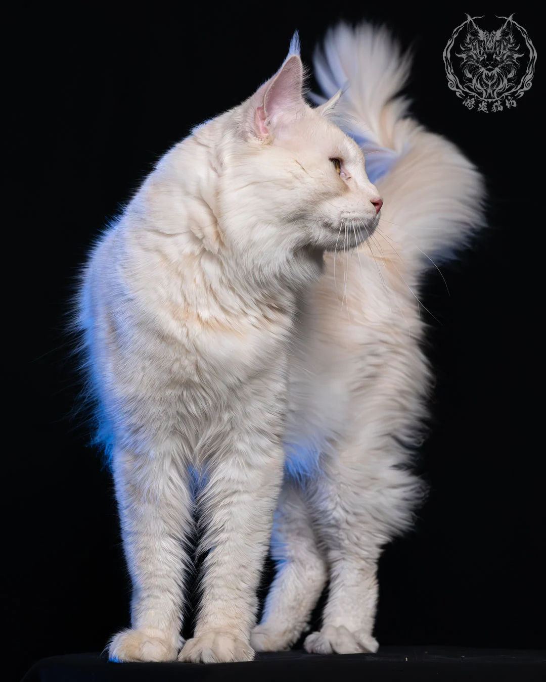 乳煙陰影緬因貓 2