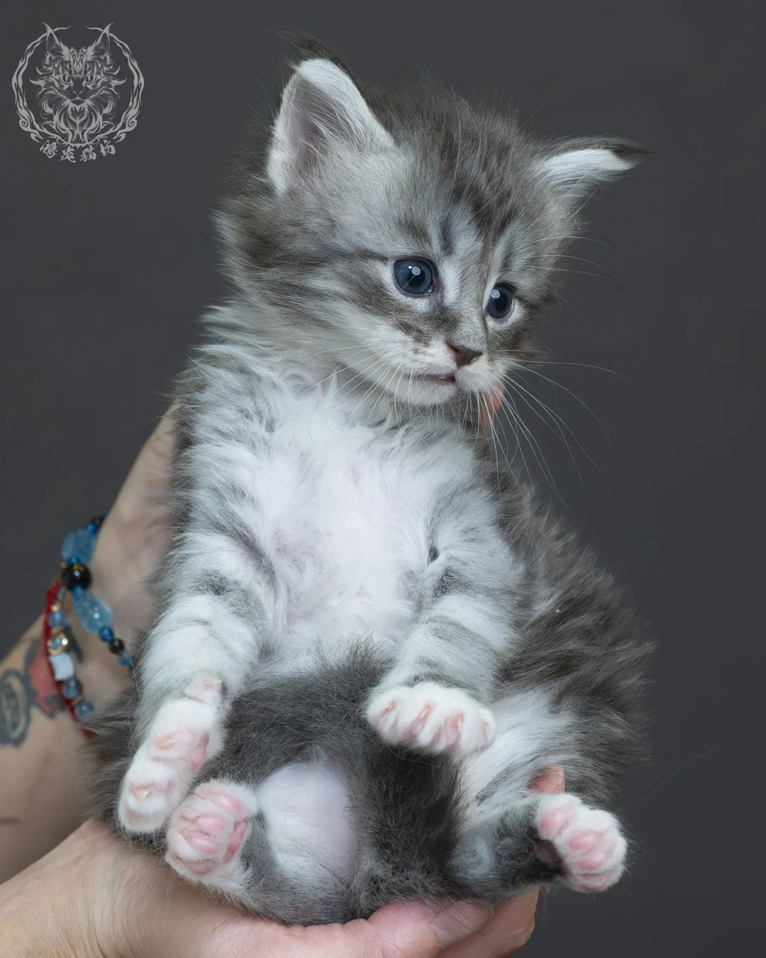 藍銀虎斑緬因貓 3