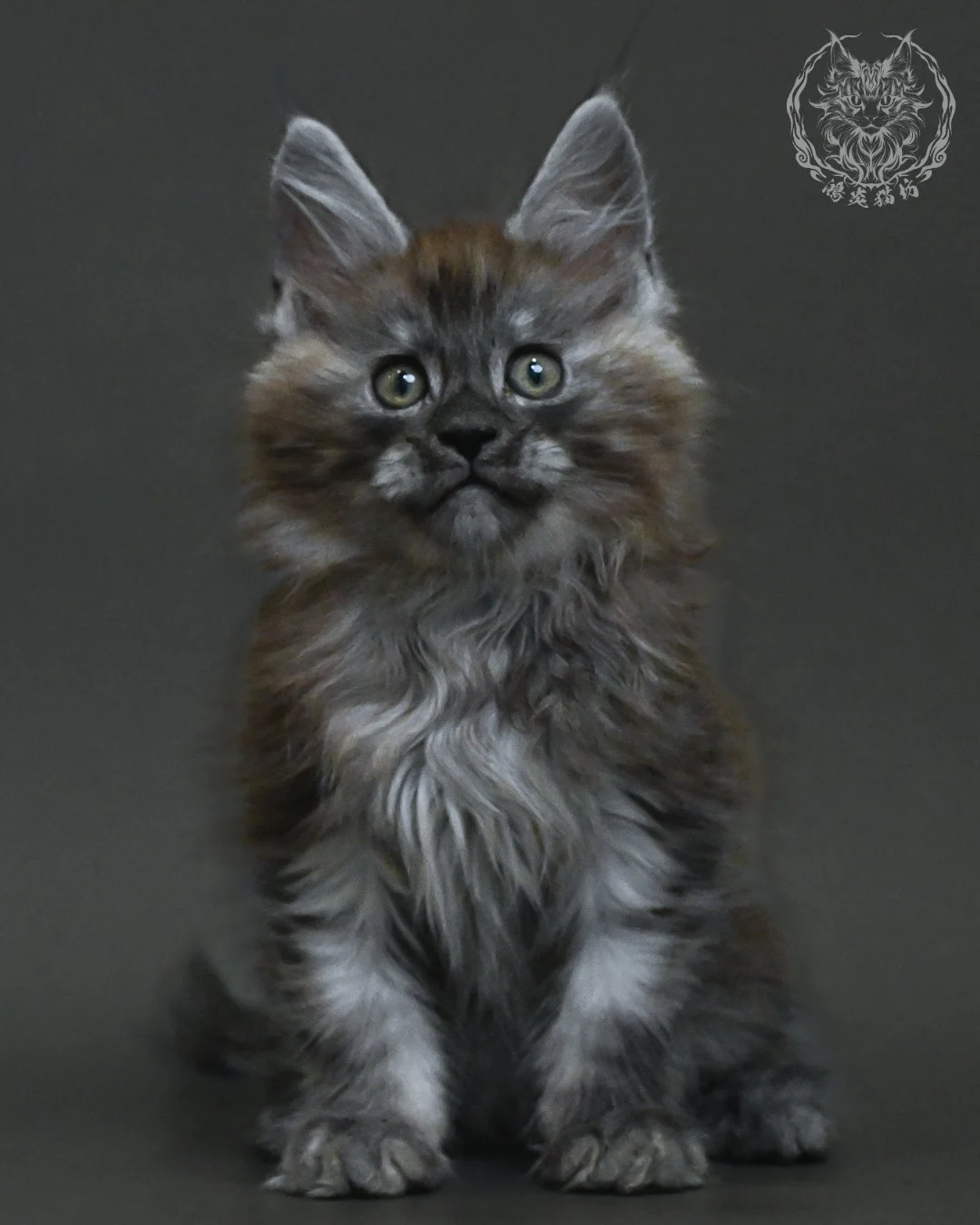 黑銀虎斑緬因貓 1