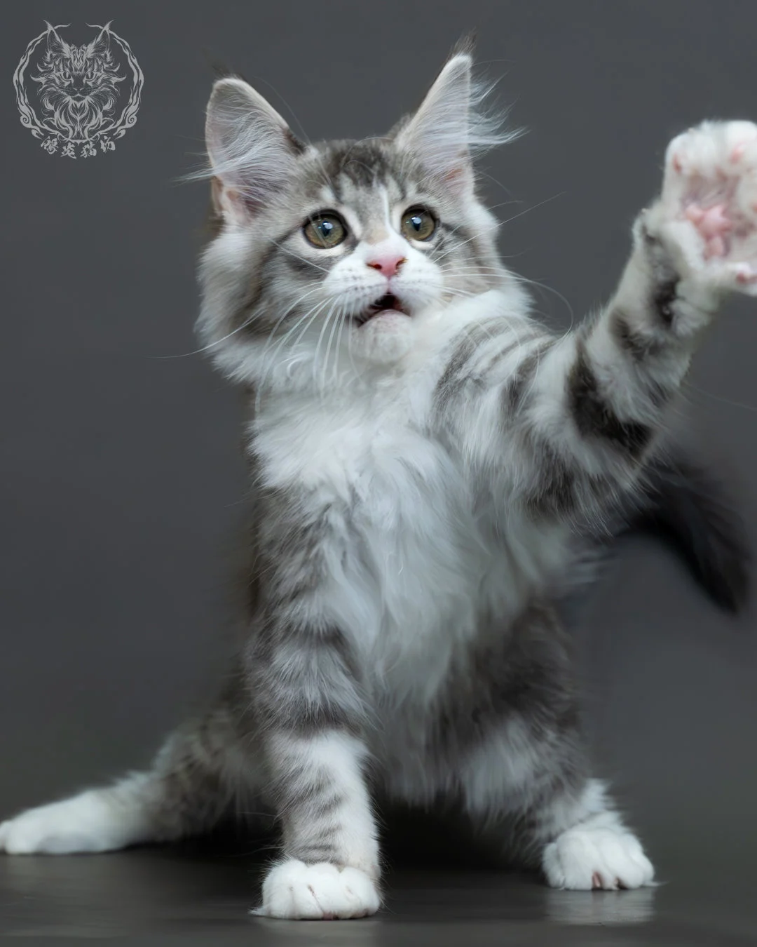 藍銀虎斑緬因貓 14