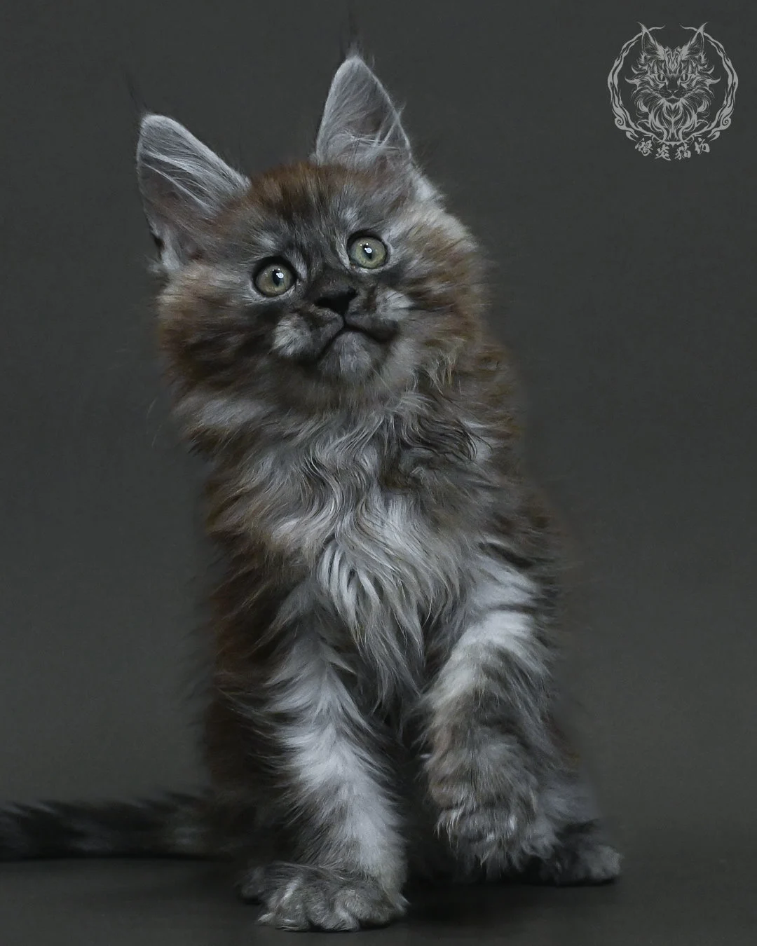 黑銀虎斑緬因貓 4