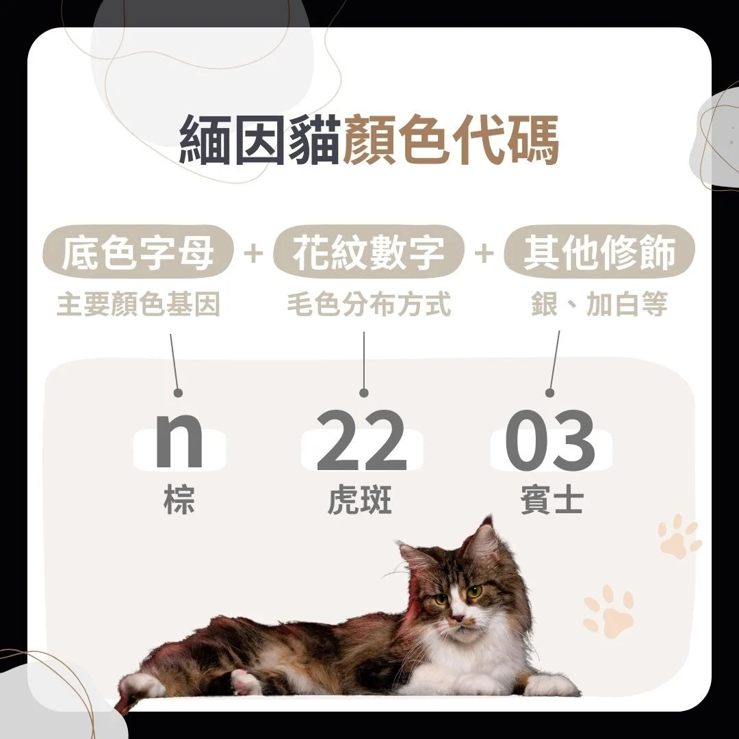 緬因貓顏色代碼