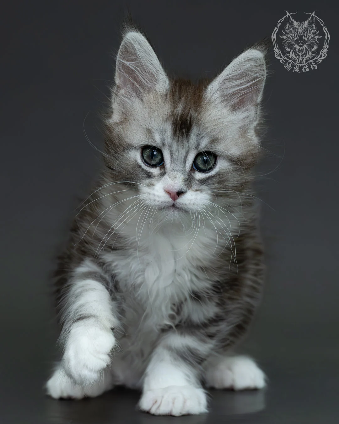 黑銀虎斑緬因貓 6