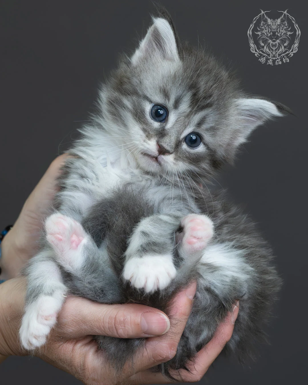 藍銀虎斑緬因貓 11