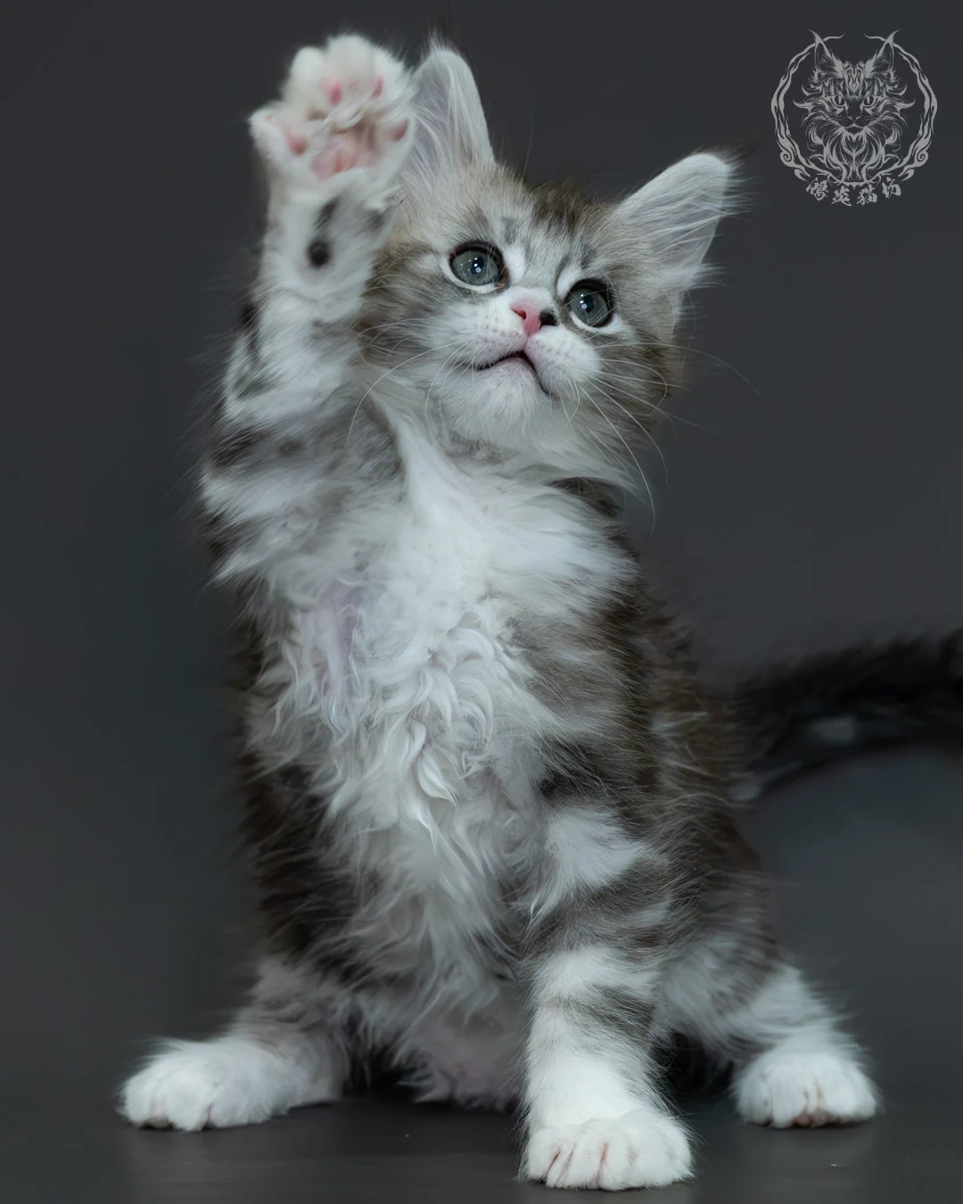 黑銀虎斑緬因貓 10