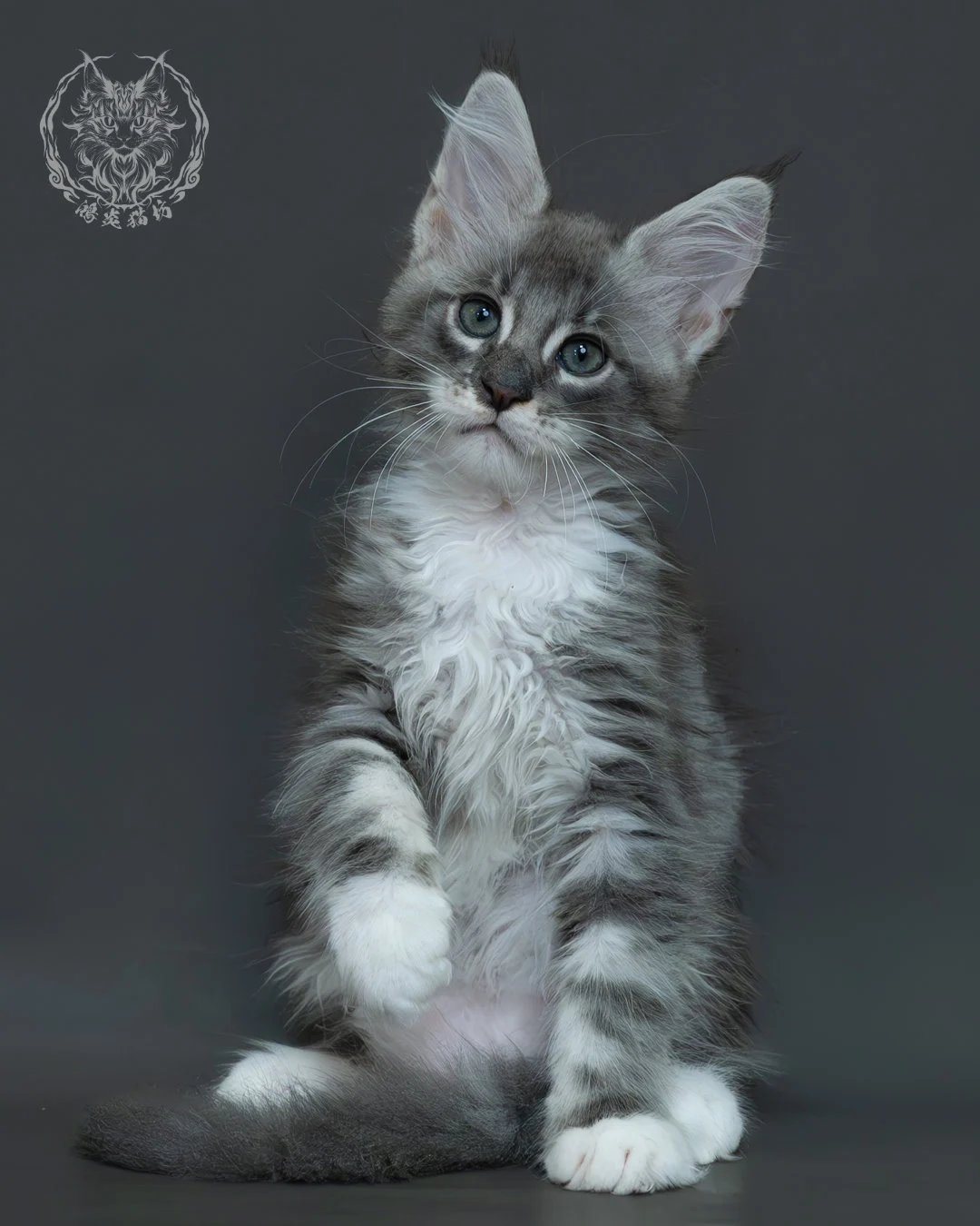 藍銀虎斑緬因貓 2