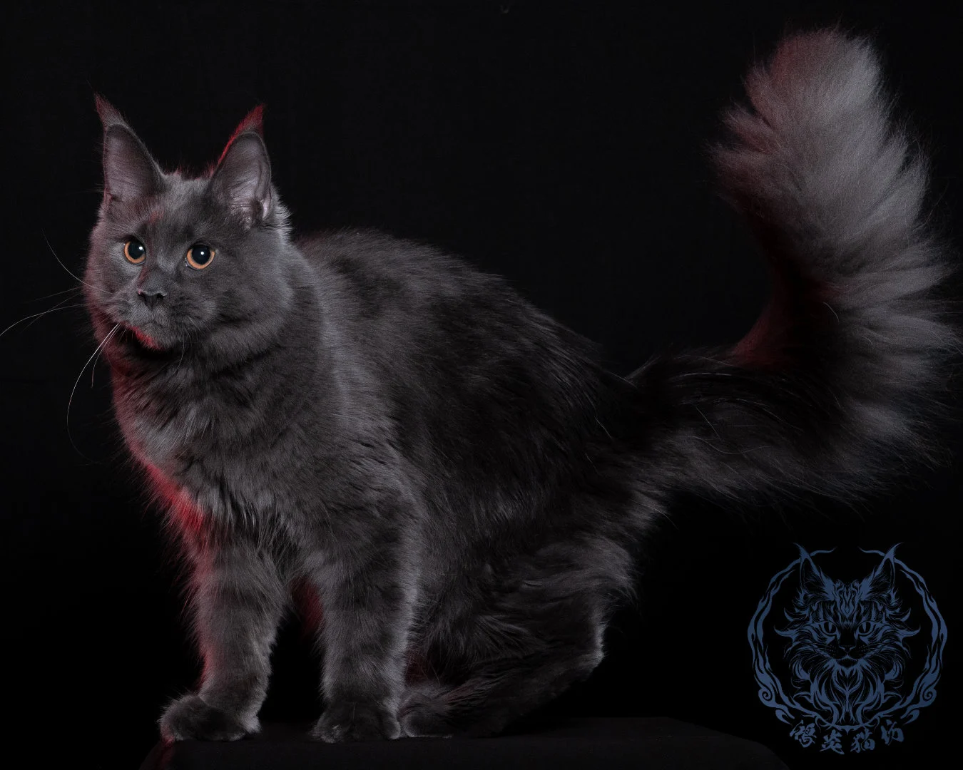 藍煙燻緬因貓as63