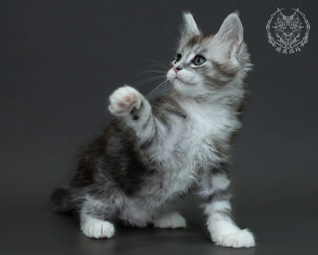 黑銀虎斑緬因貓 14