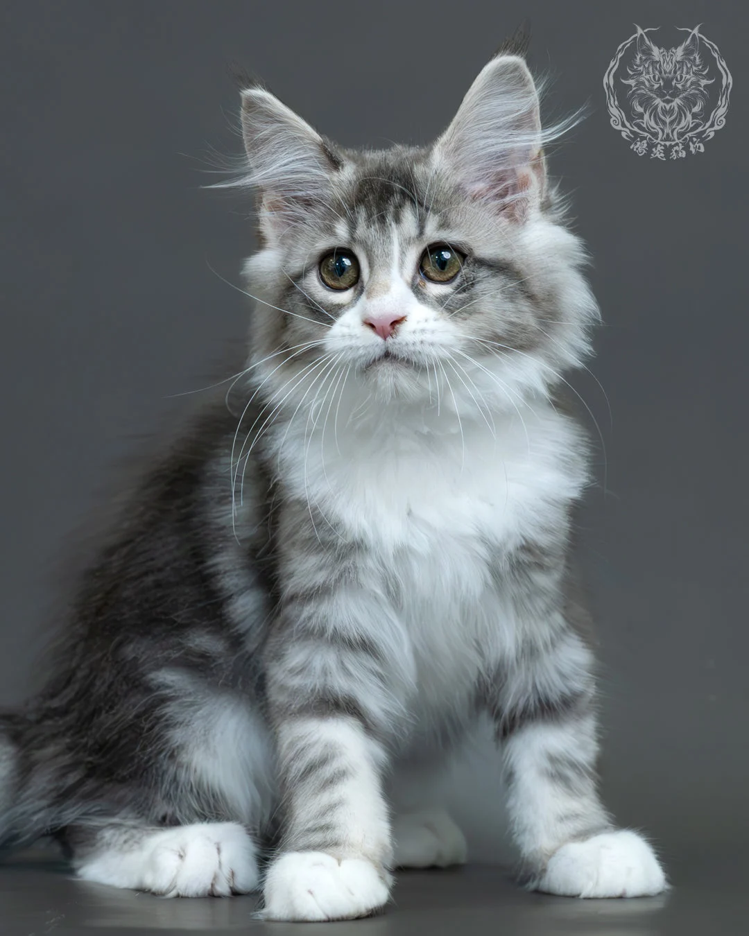 藍銀虎斑緬因貓 4