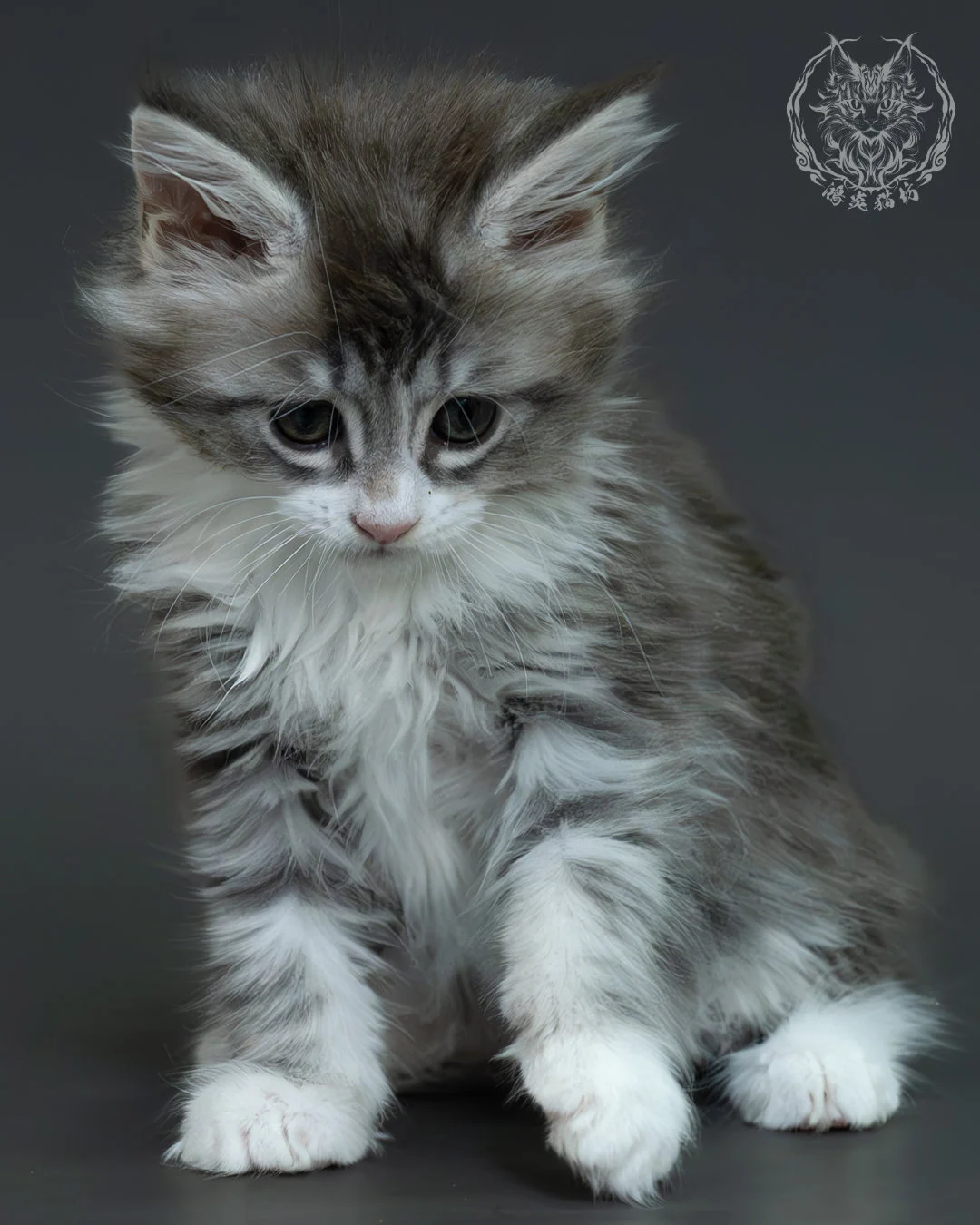 藍銀虎斑緬因貓 1