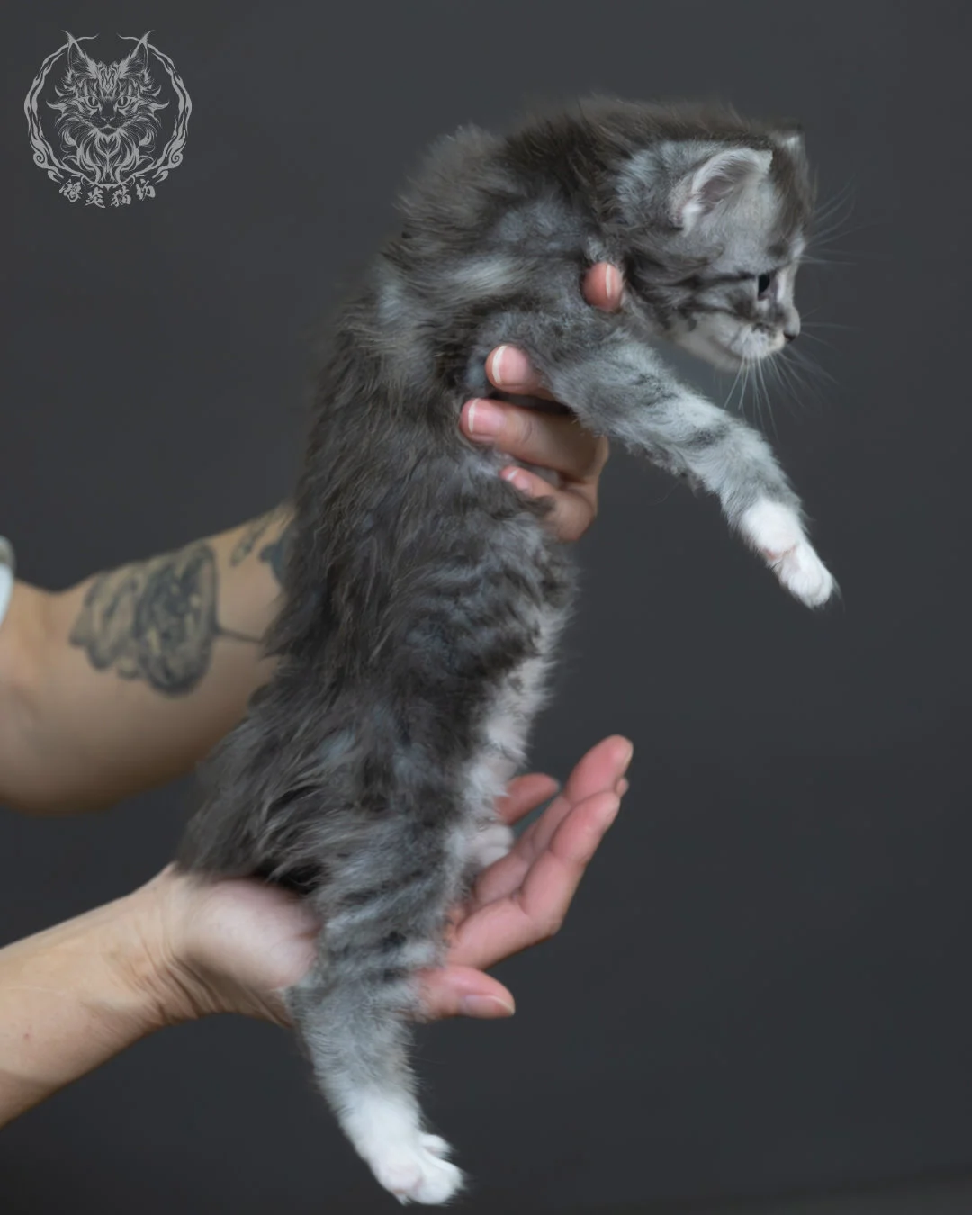 藍銀虎斑緬因貓 12