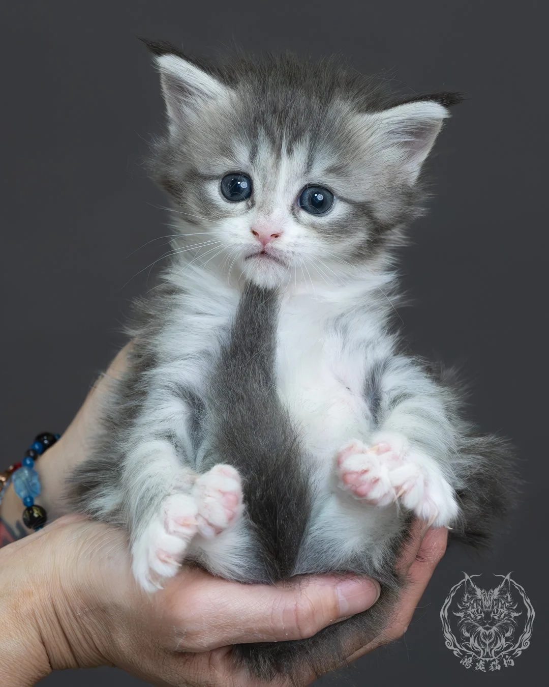 藍銀虎斑緬因貓 5