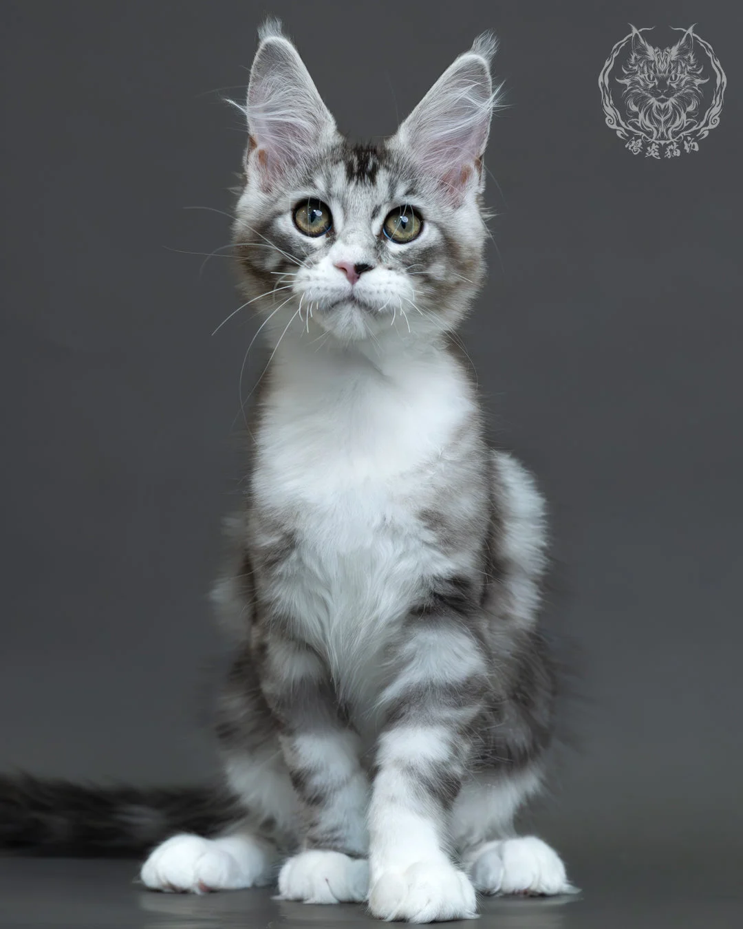 藍銀虎斑緬因貓 6