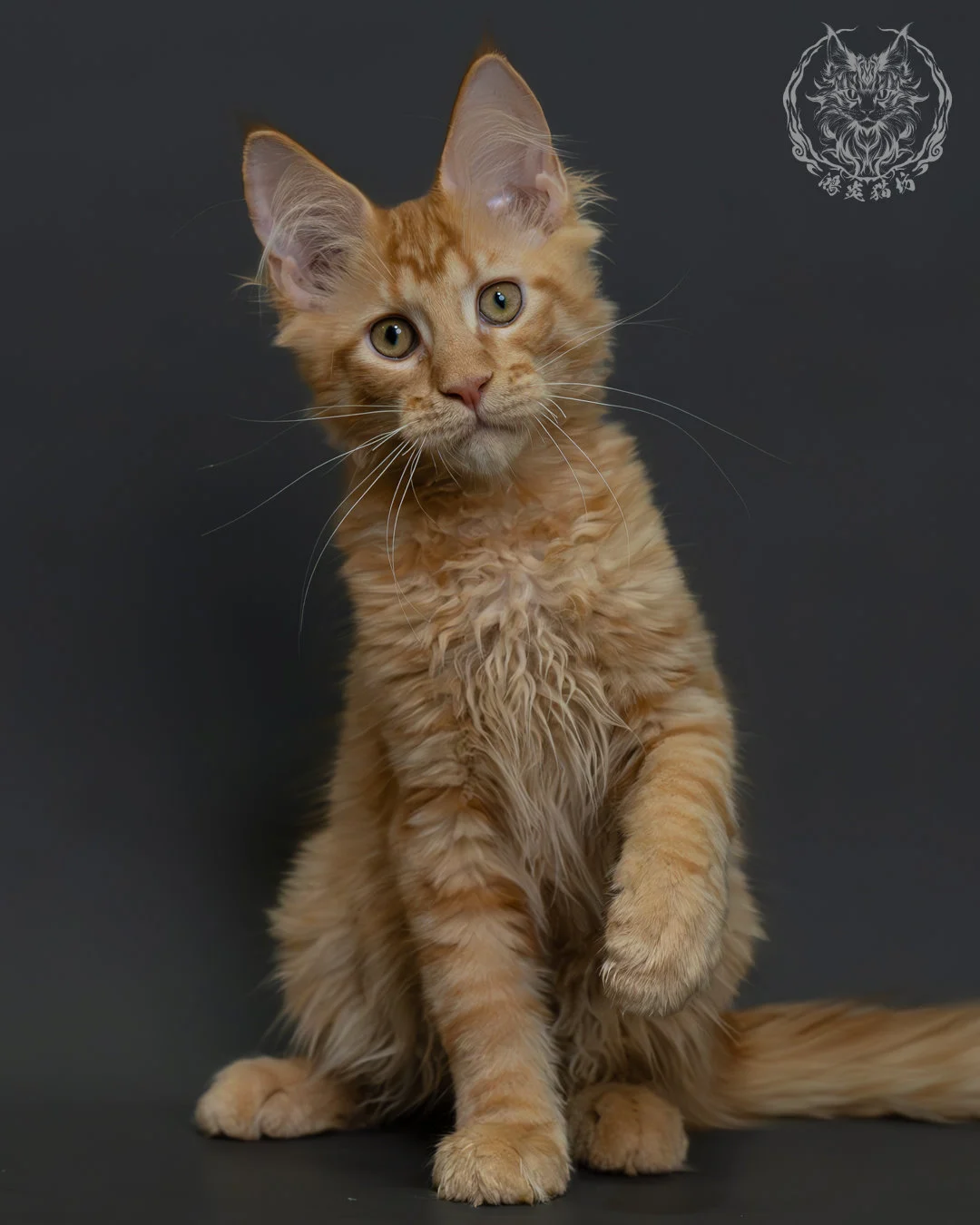 紅虎斑緬因貓 12