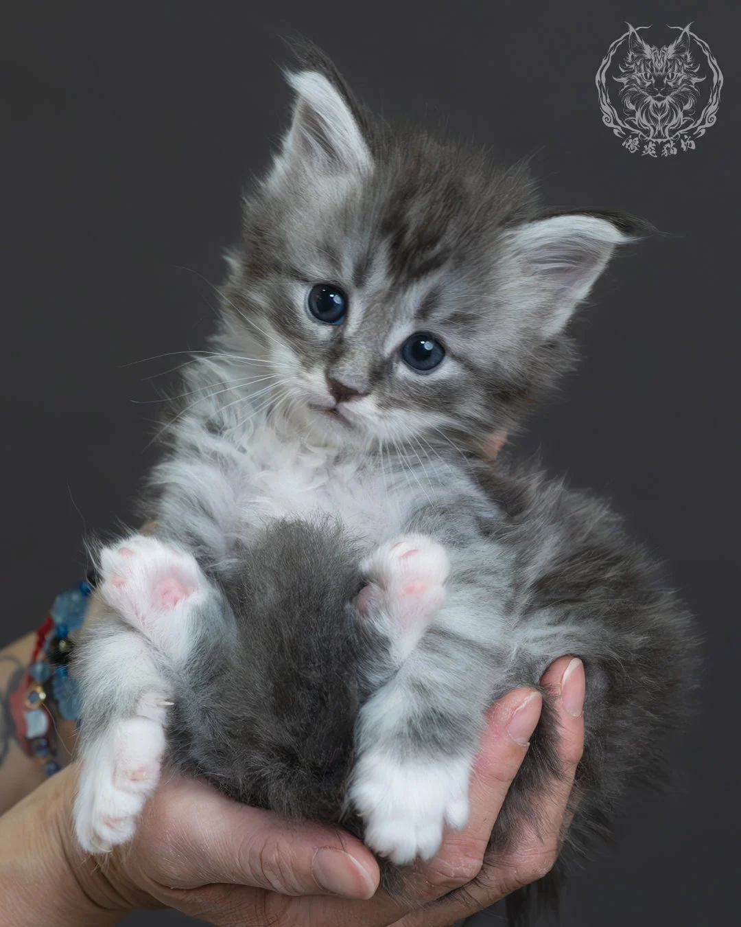 藍銀虎斑緬因貓 7