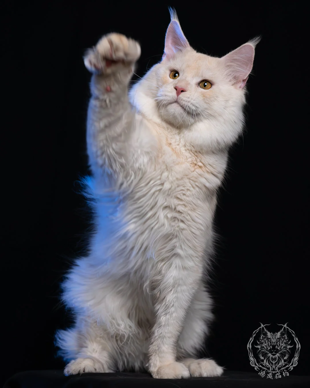 乳煙陰影緬因貓 8