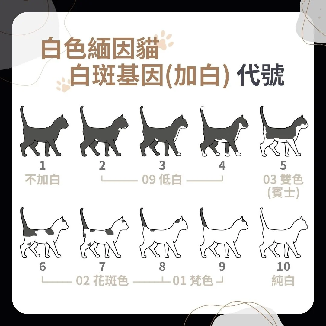 白色緬因貓代號