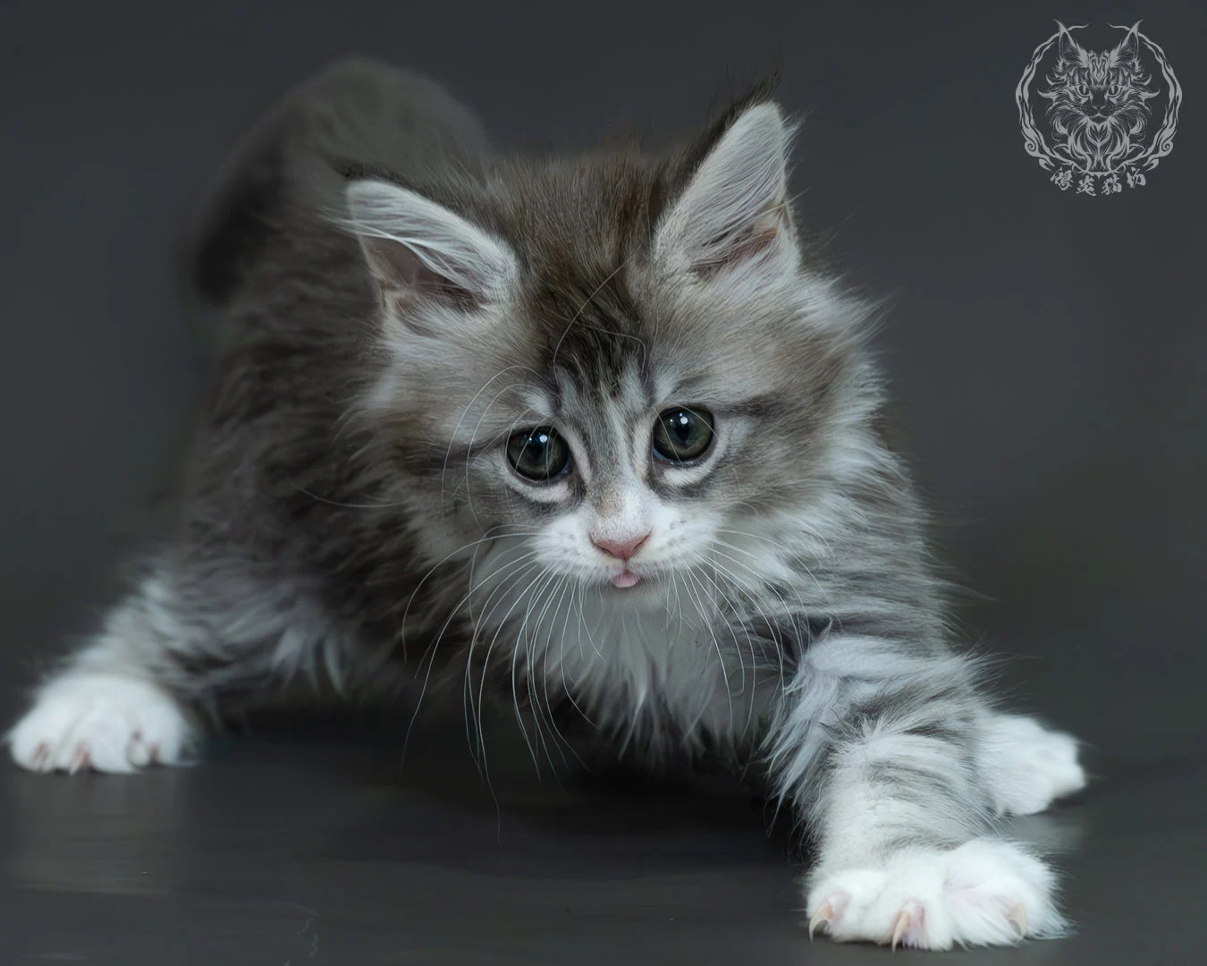 藍銀虎斑緬因貓 11