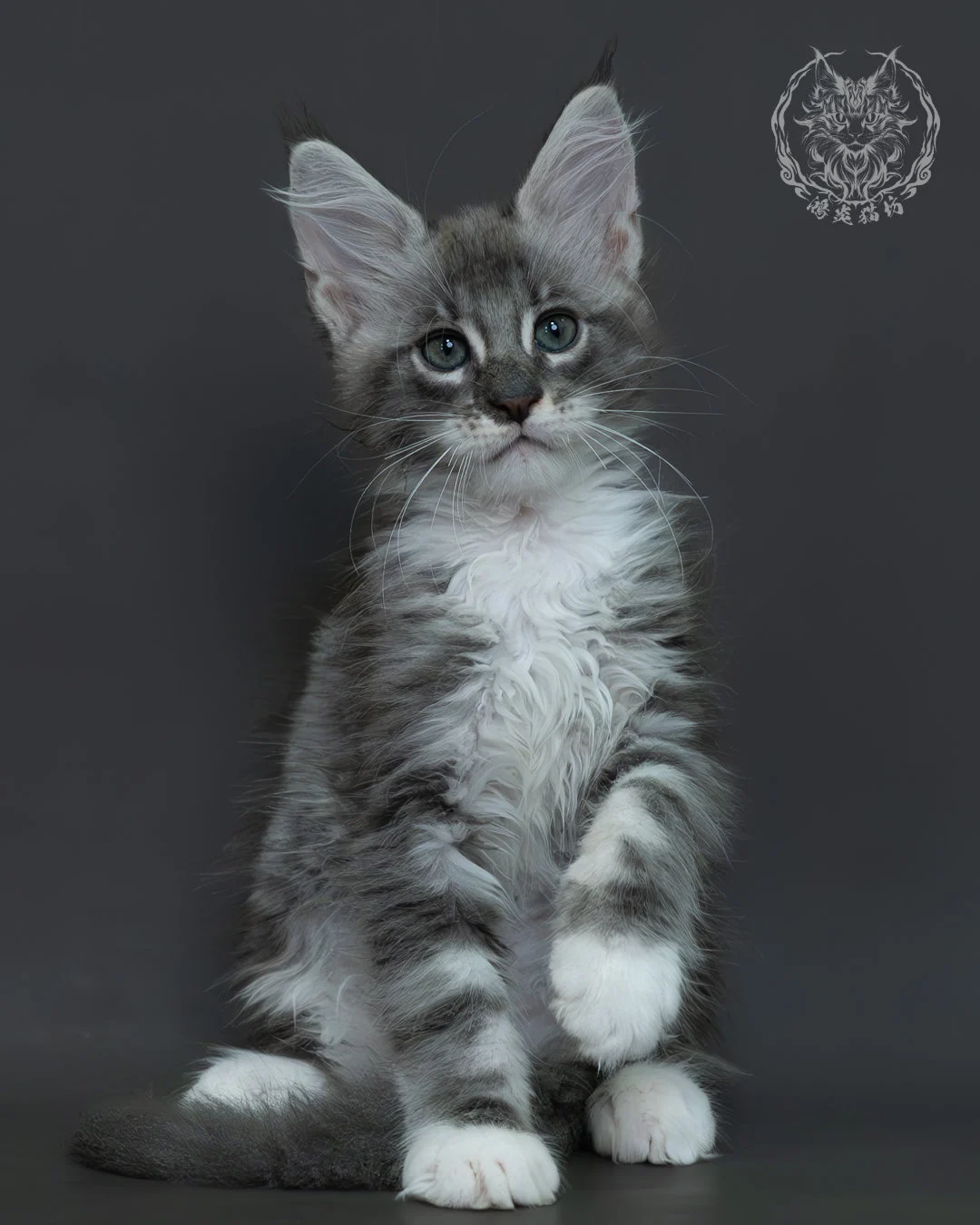 藍銀虎斑緬因貓 3