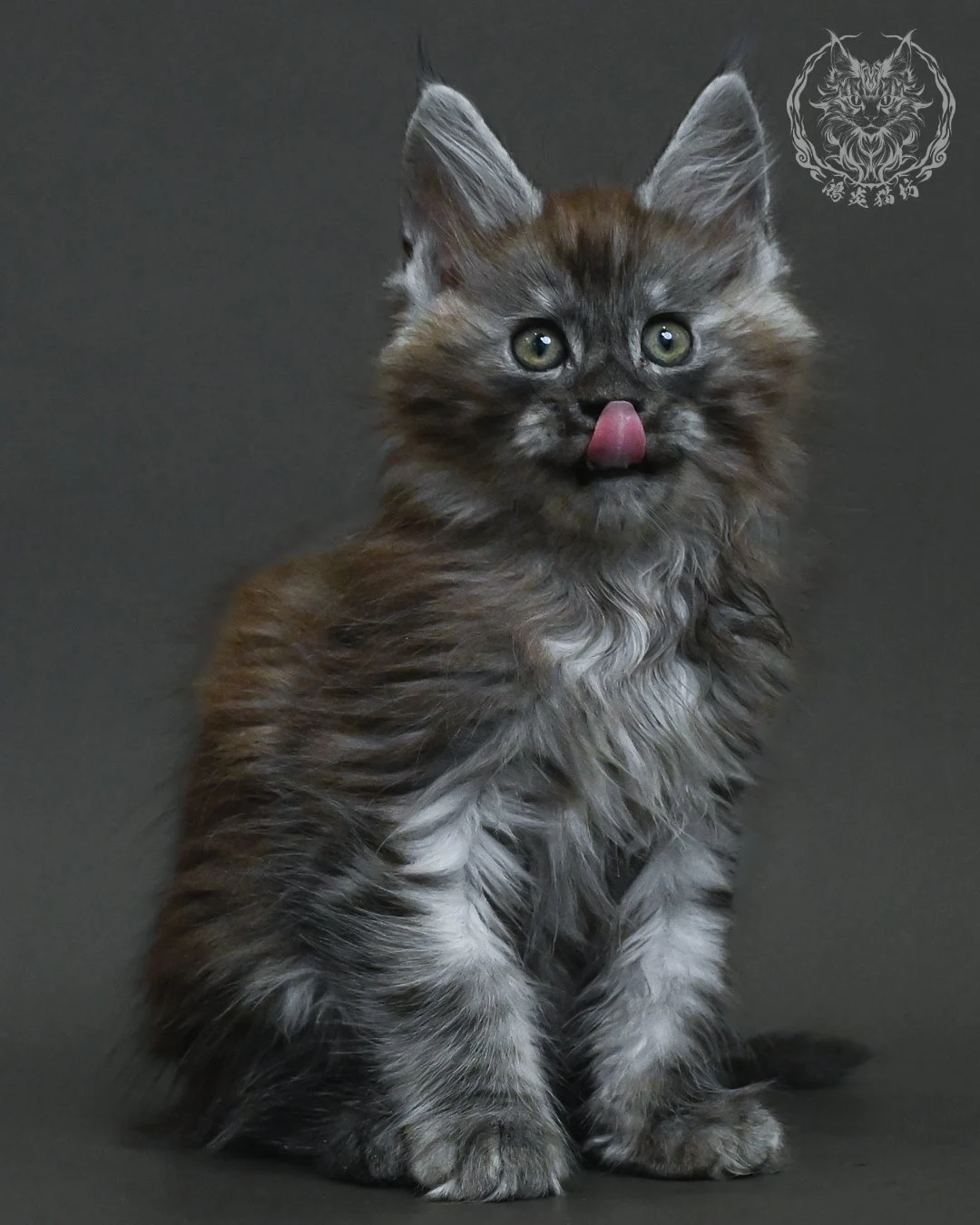 黑銀虎斑緬因貓 11