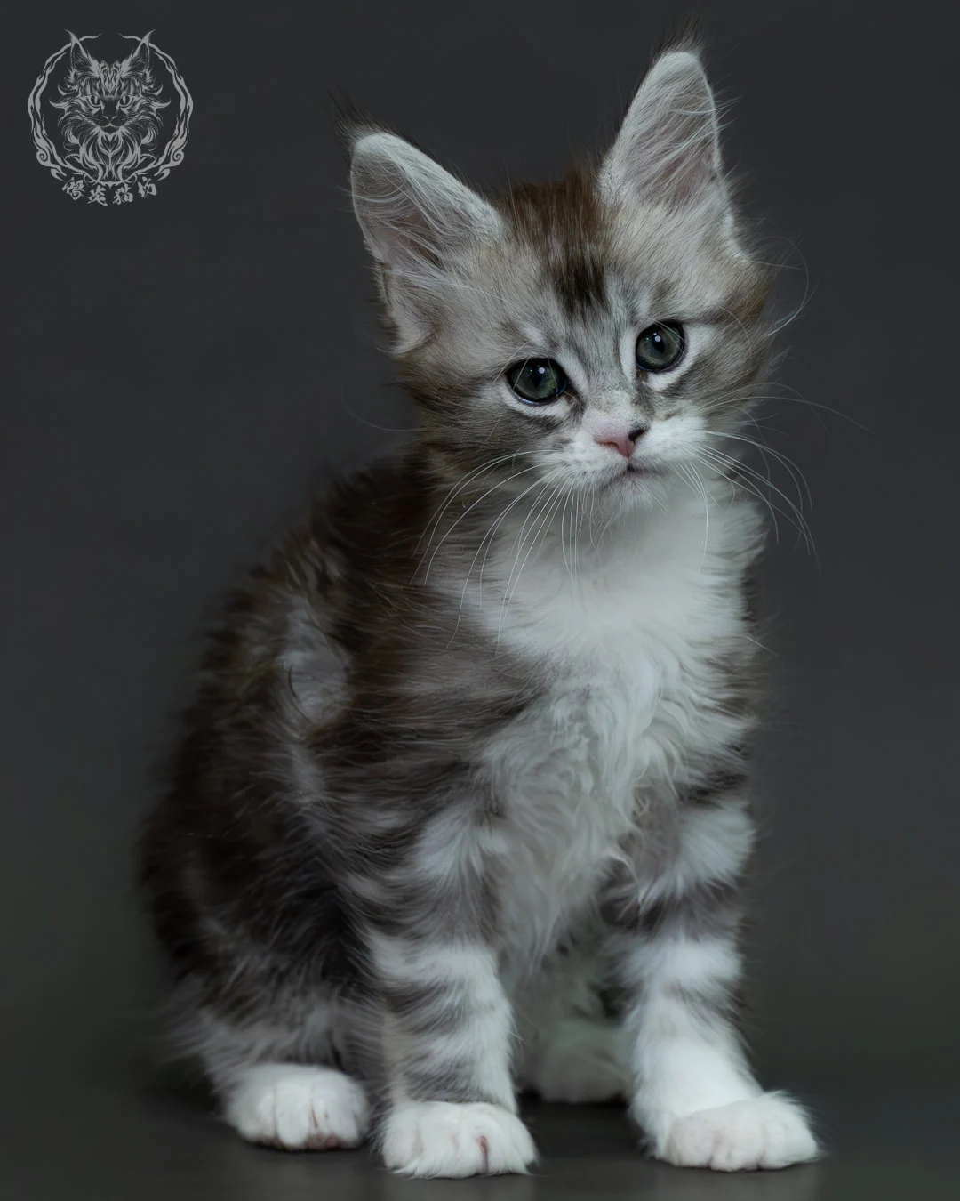 黑銀虎斑緬因貓 2