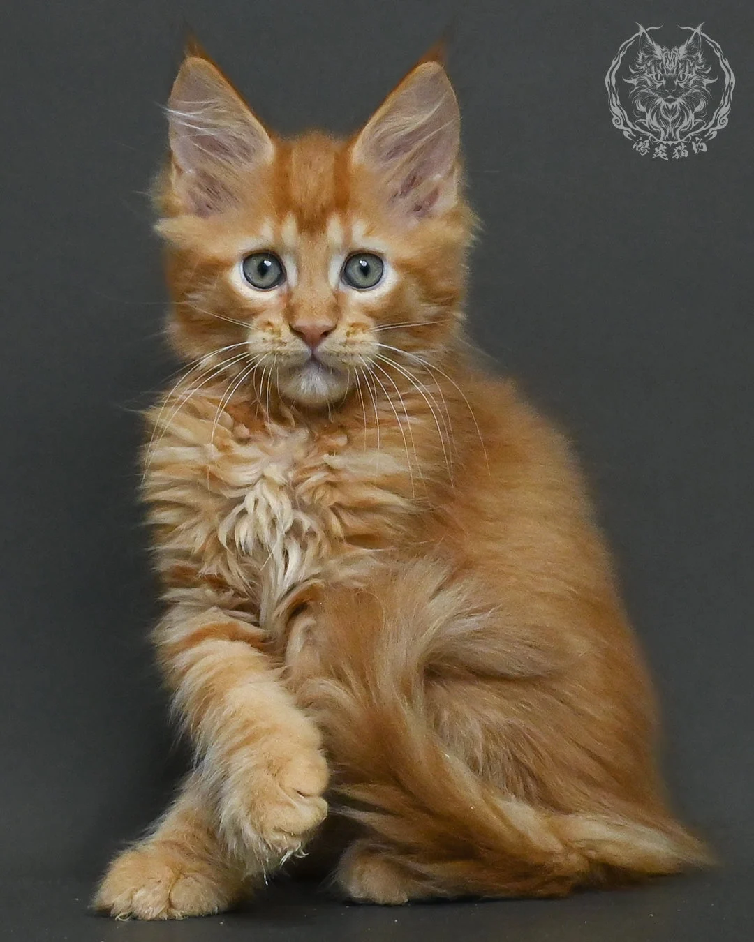 紅虎斑緬因貓 15