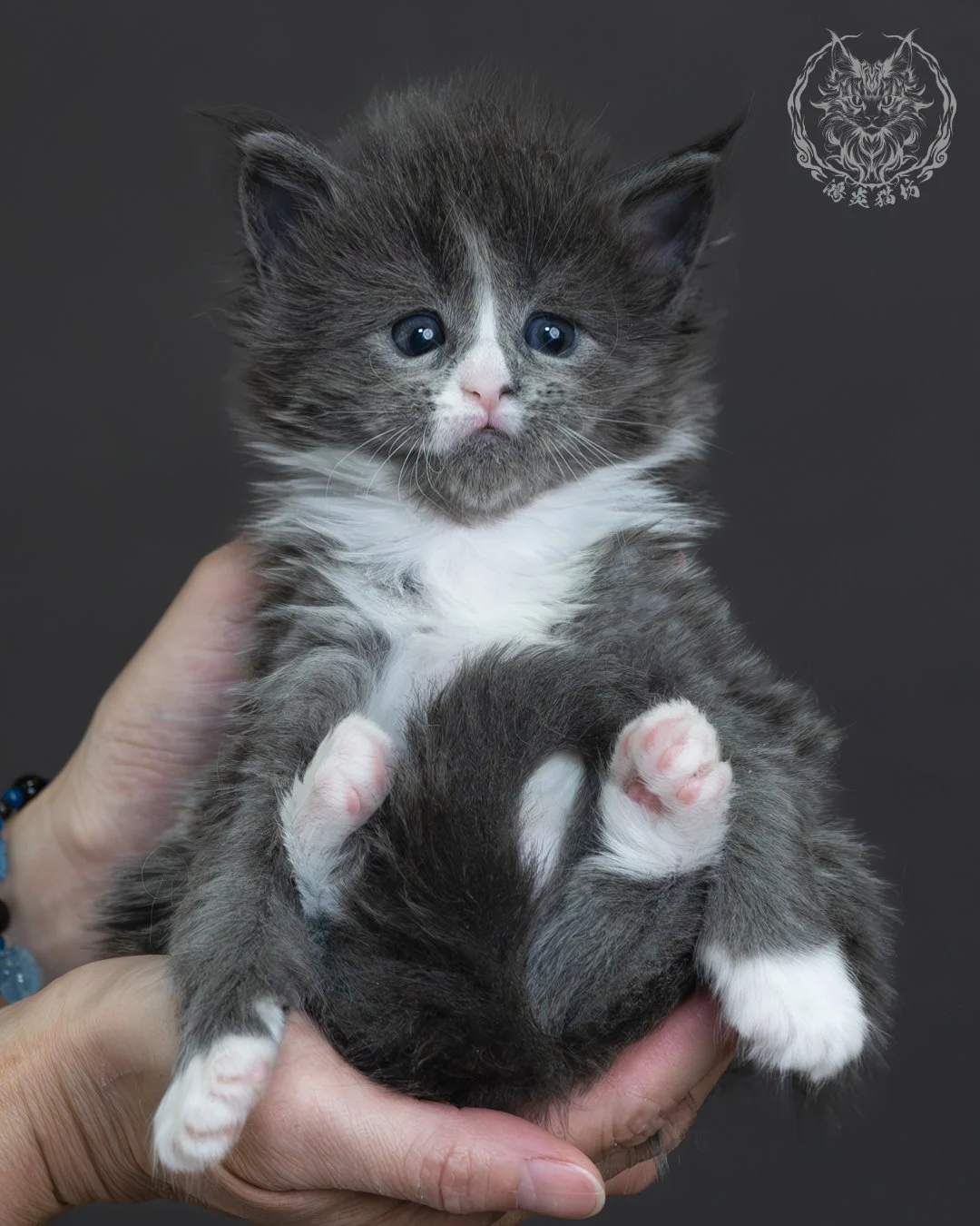 藍煙燻緬因貓 3