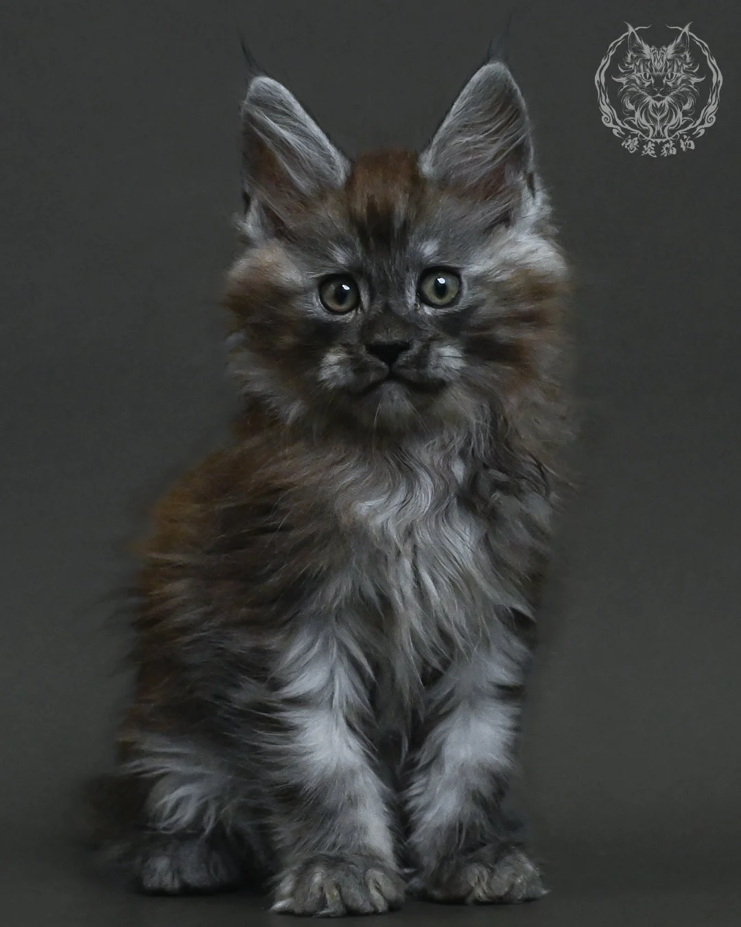 黑銀虎斑緬因貓 7