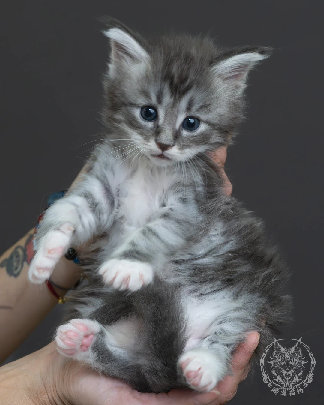 藍銀虎斑緬因貓 4