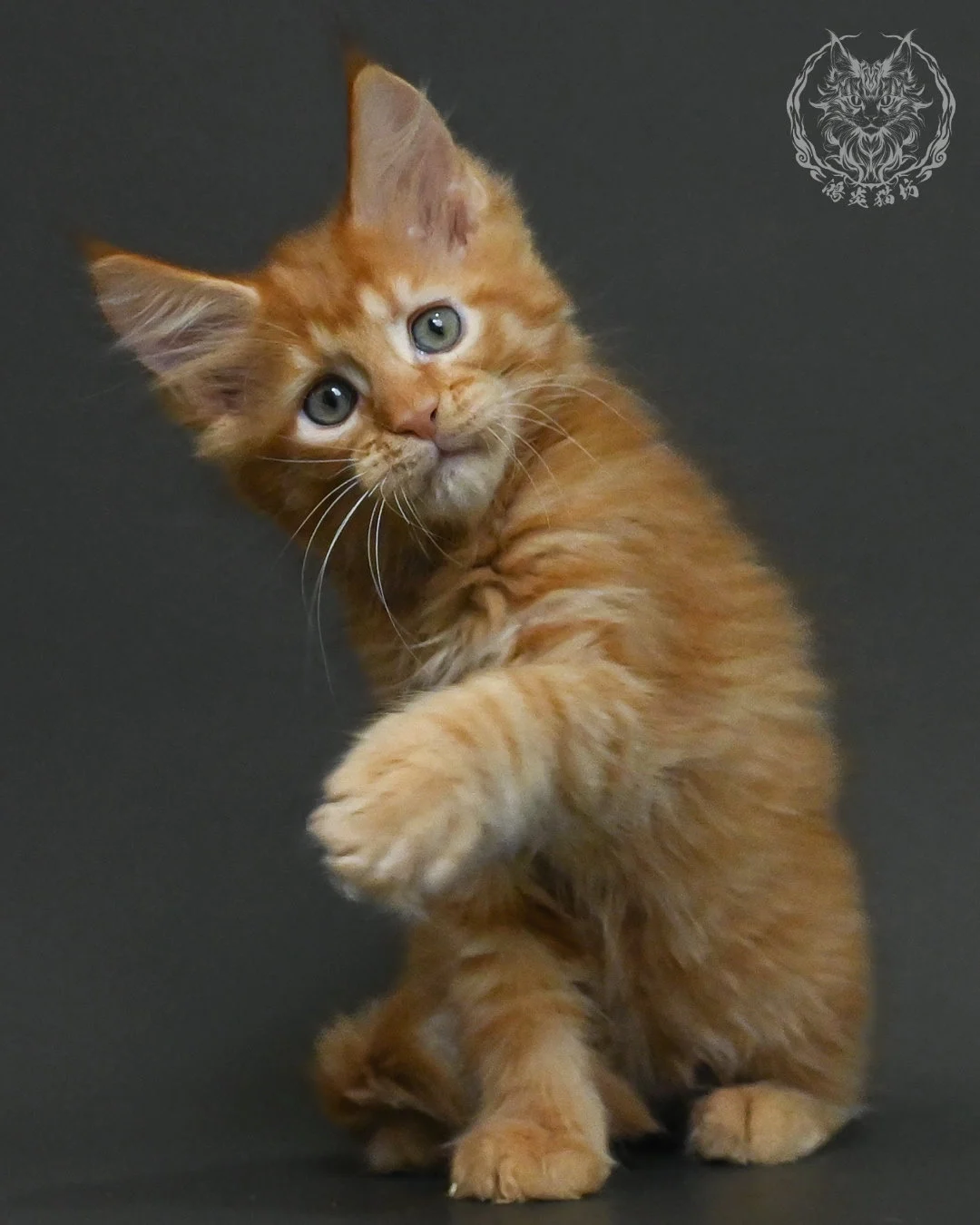 紅虎斑緬因貓 9