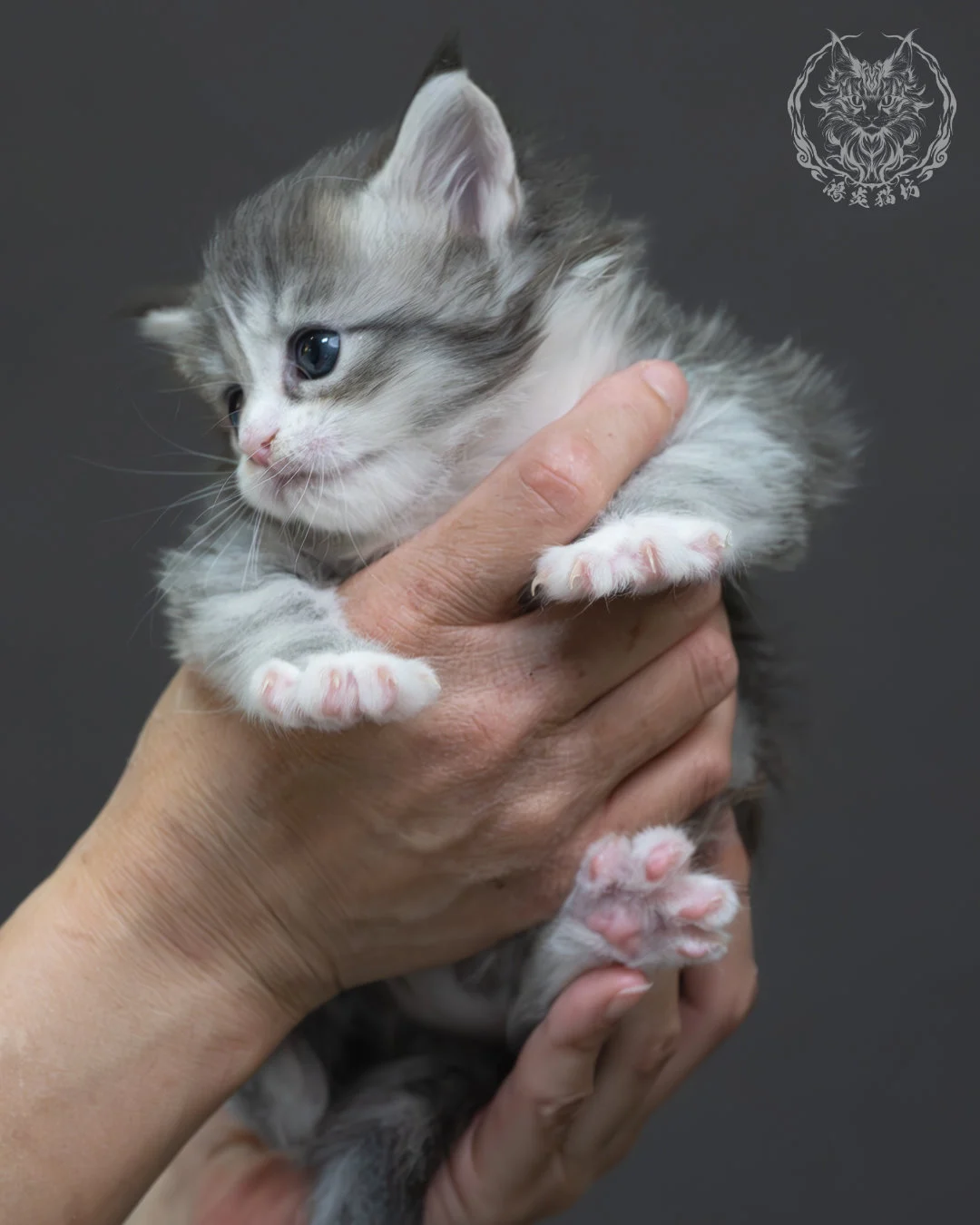 藍銀虎斑緬因貓 10