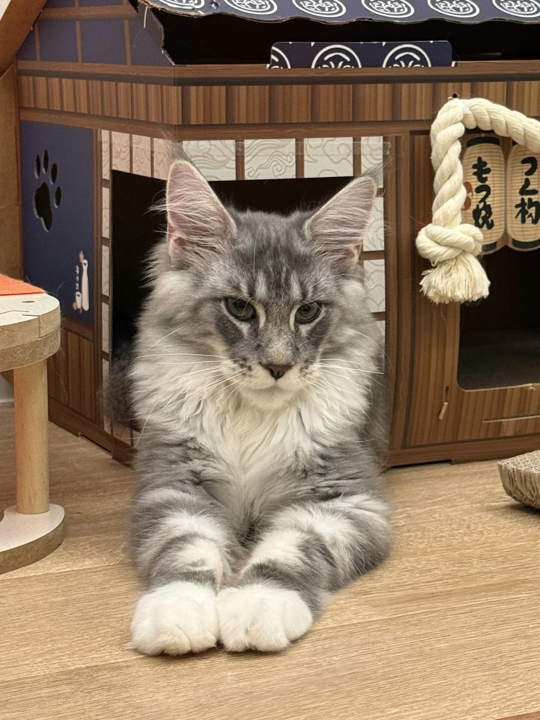 藍銀虎斑＋白緬因貓