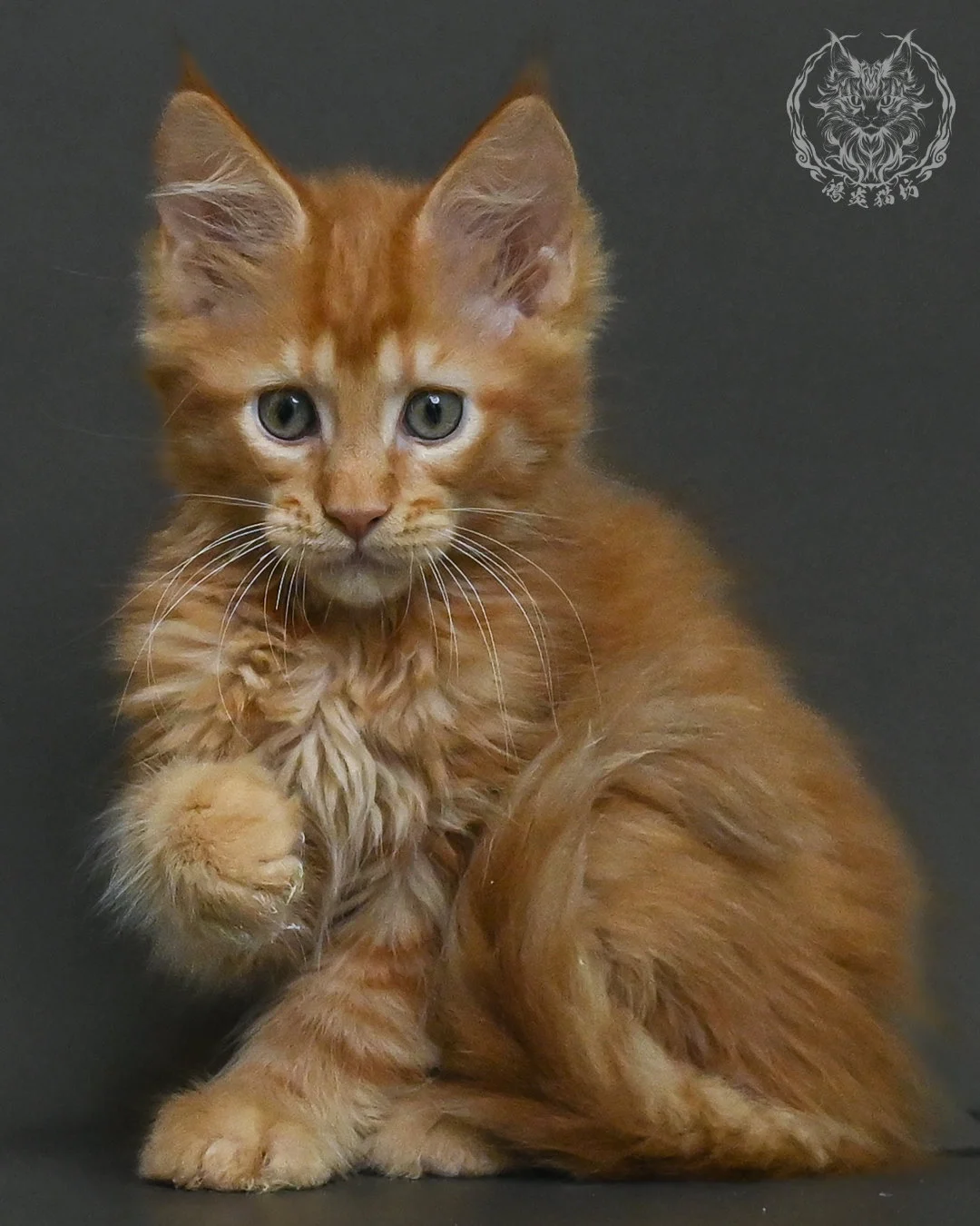 紅虎斑緬因貓 2