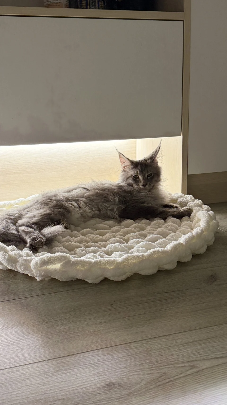 Han Solo Blue Silver Tabby Maine Coon Resting 2