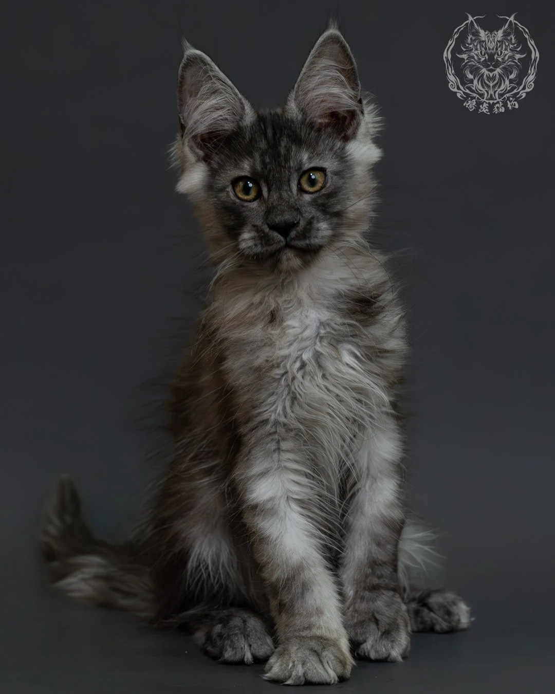 黑銀虎斑緬因貓 3