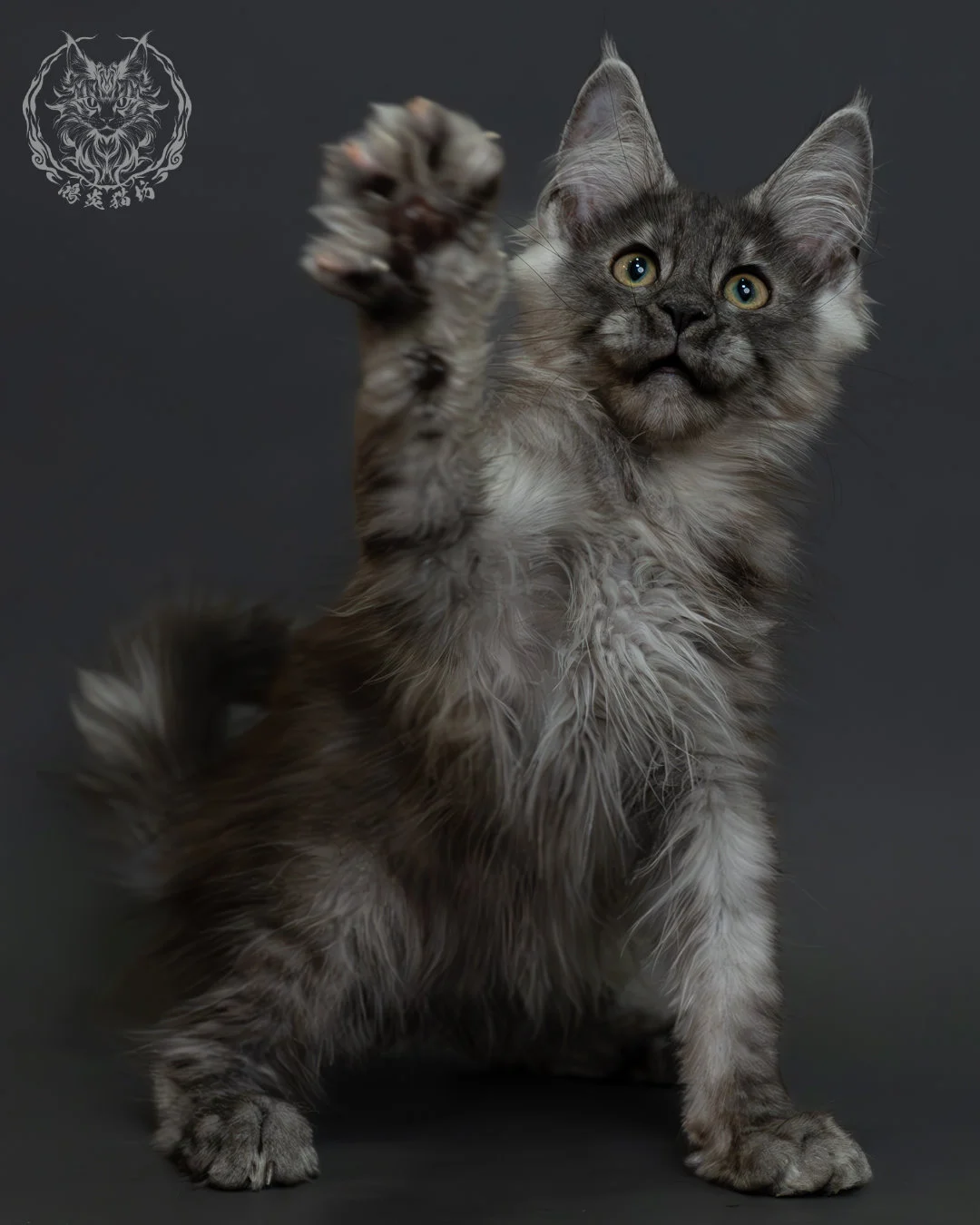 黑銀虎斑緬因貓 5