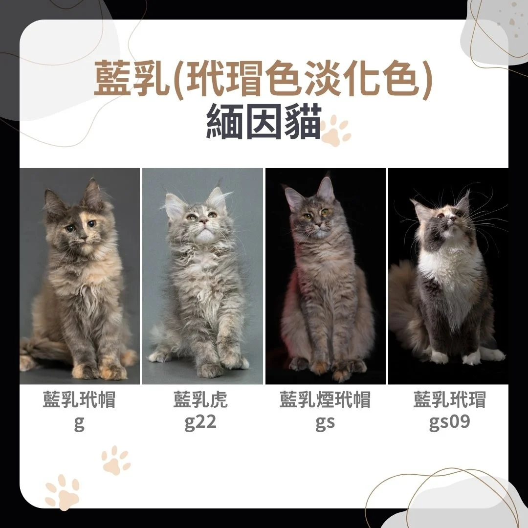 藍乳緬因貓