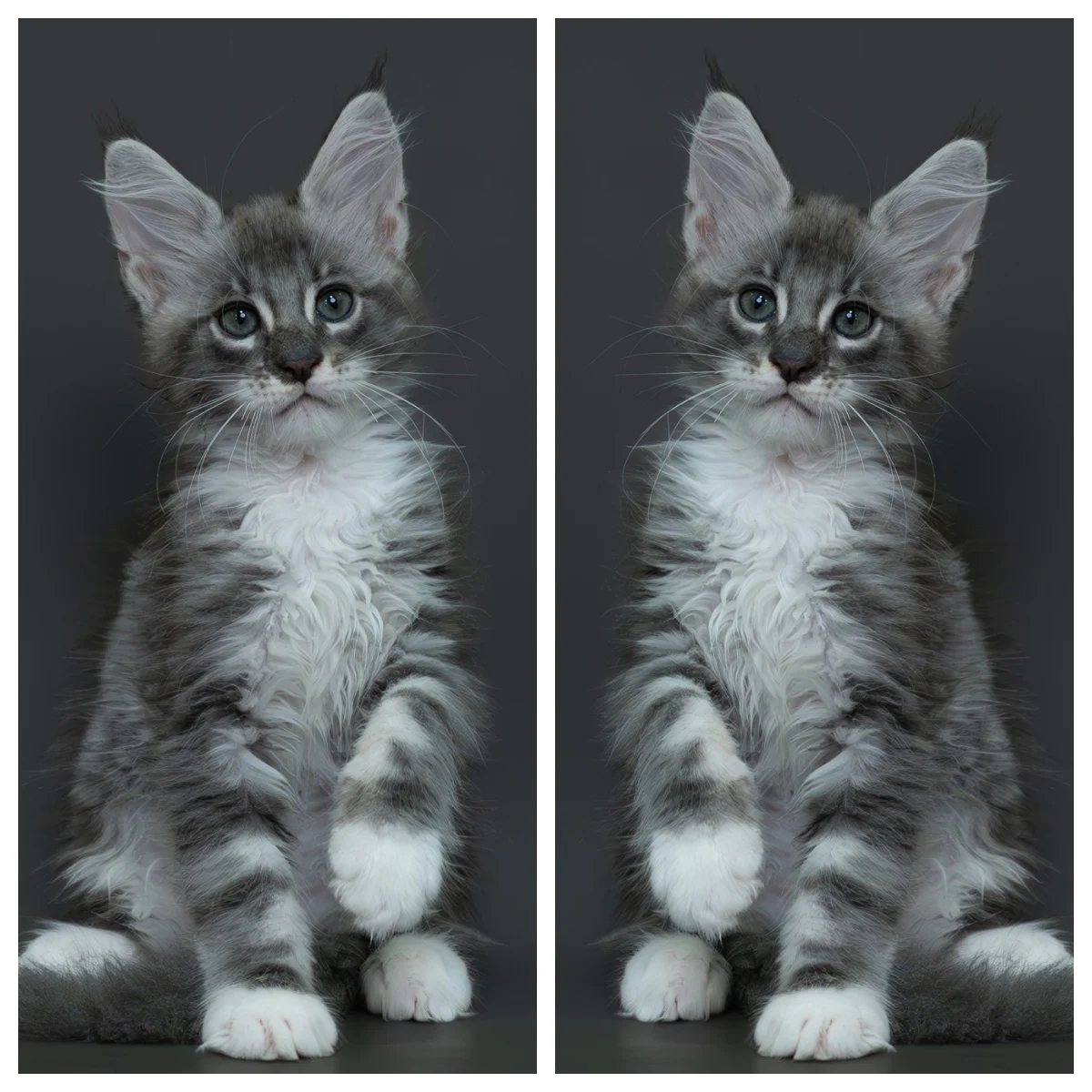 藍銀虎斑緬因貓2個月記錄