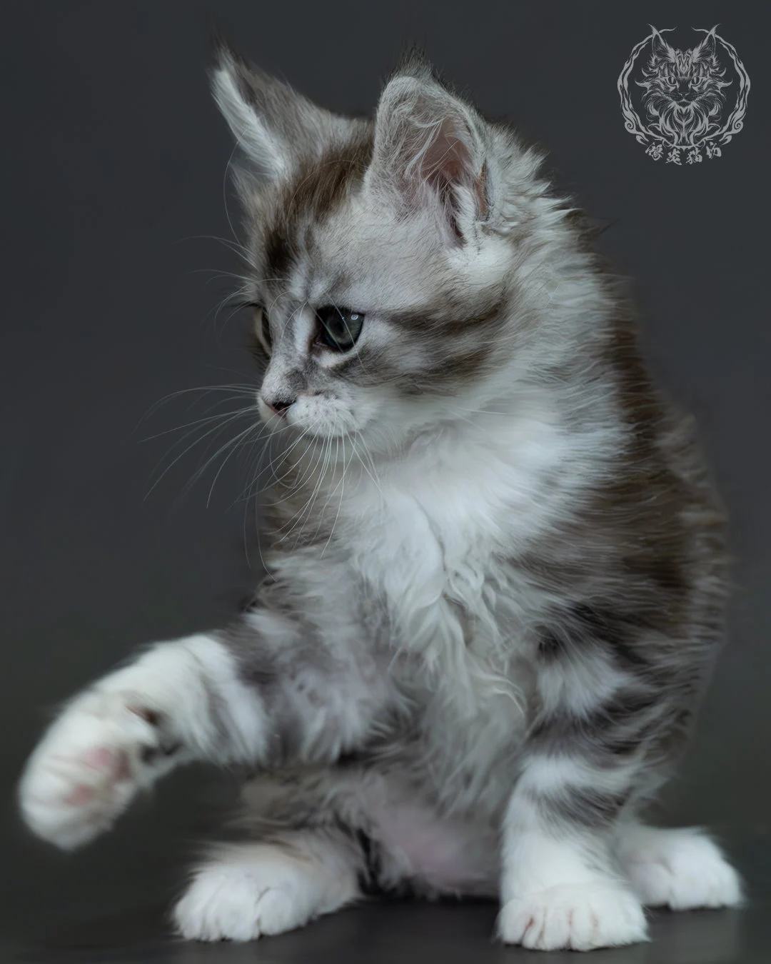 黑銀虎斑緬因貓 9