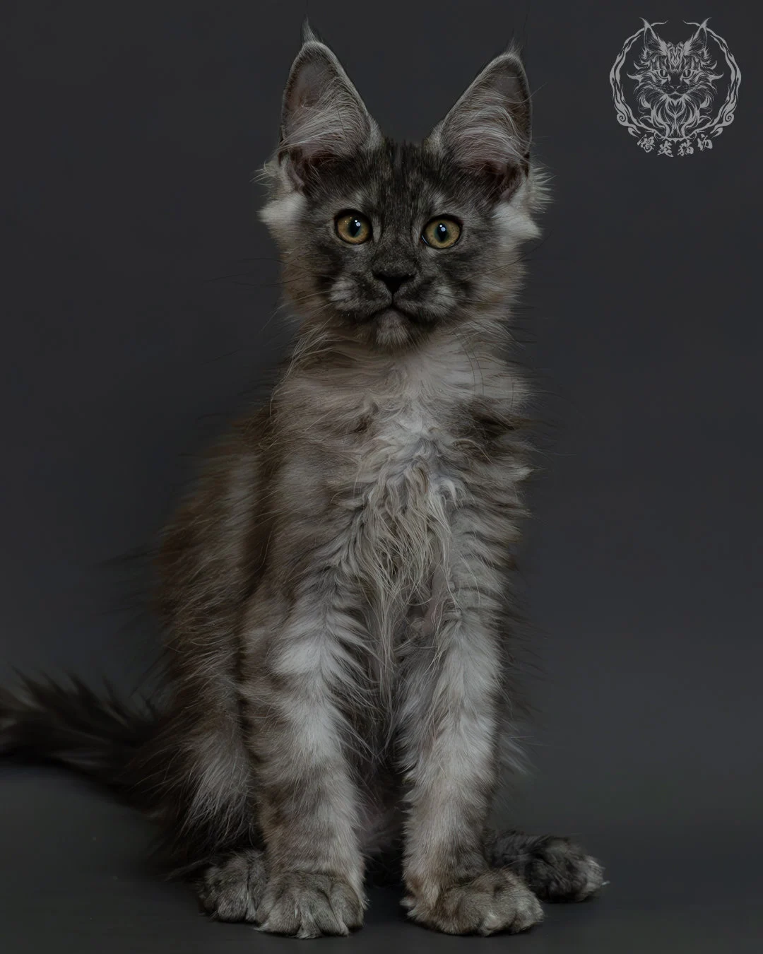 黑銀虎斑緬因貓 4