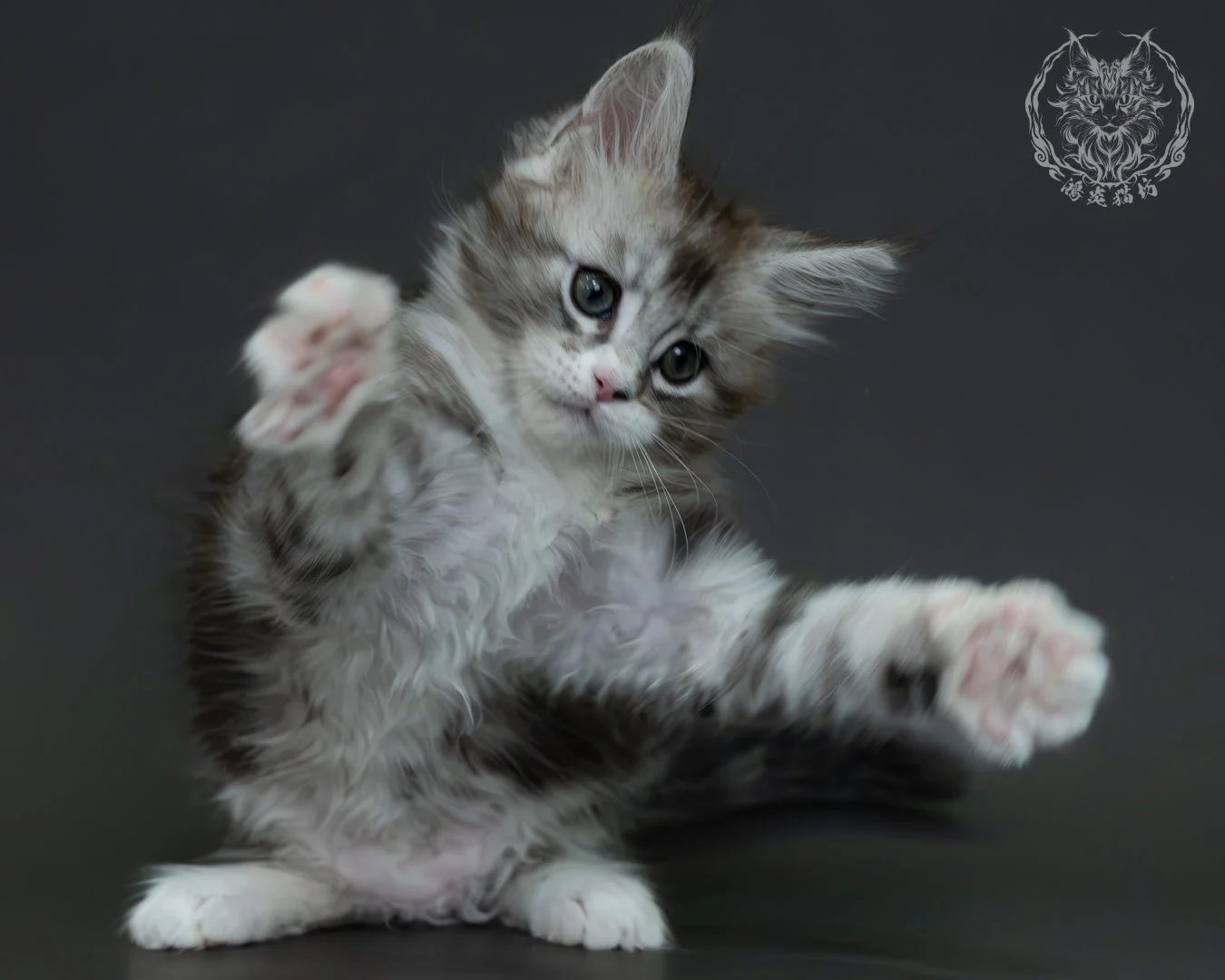 黑銀虎斑緬因貓 13