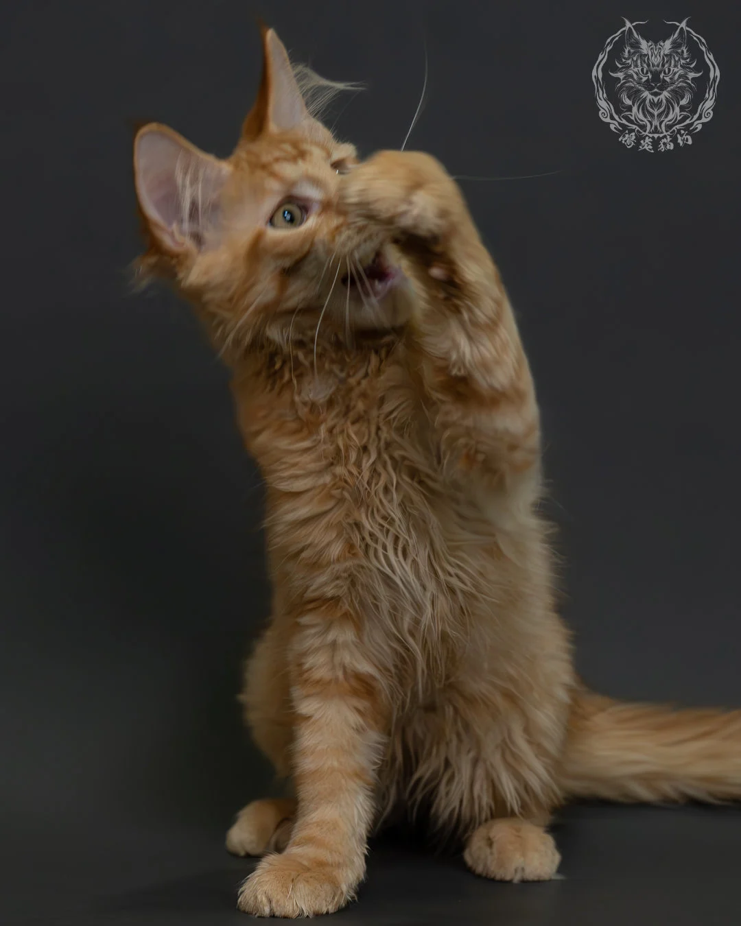 紅虎斑緬因貓 8