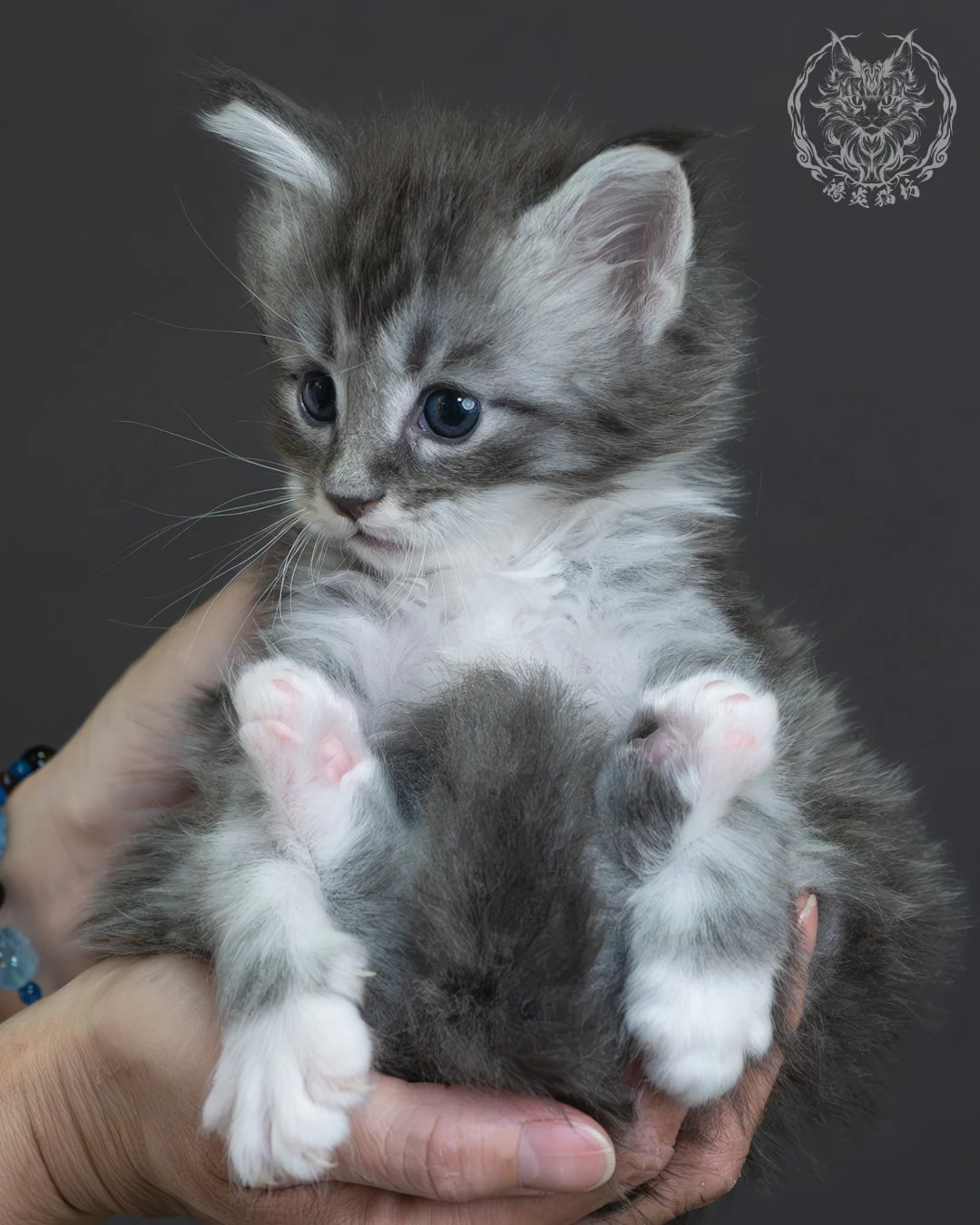 藍銀虎斑緬因貓 8