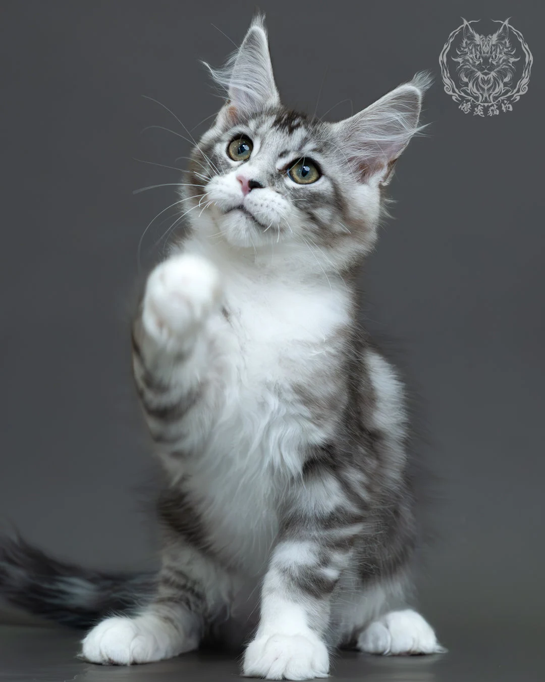 藍銀虎斑緬因貓 8