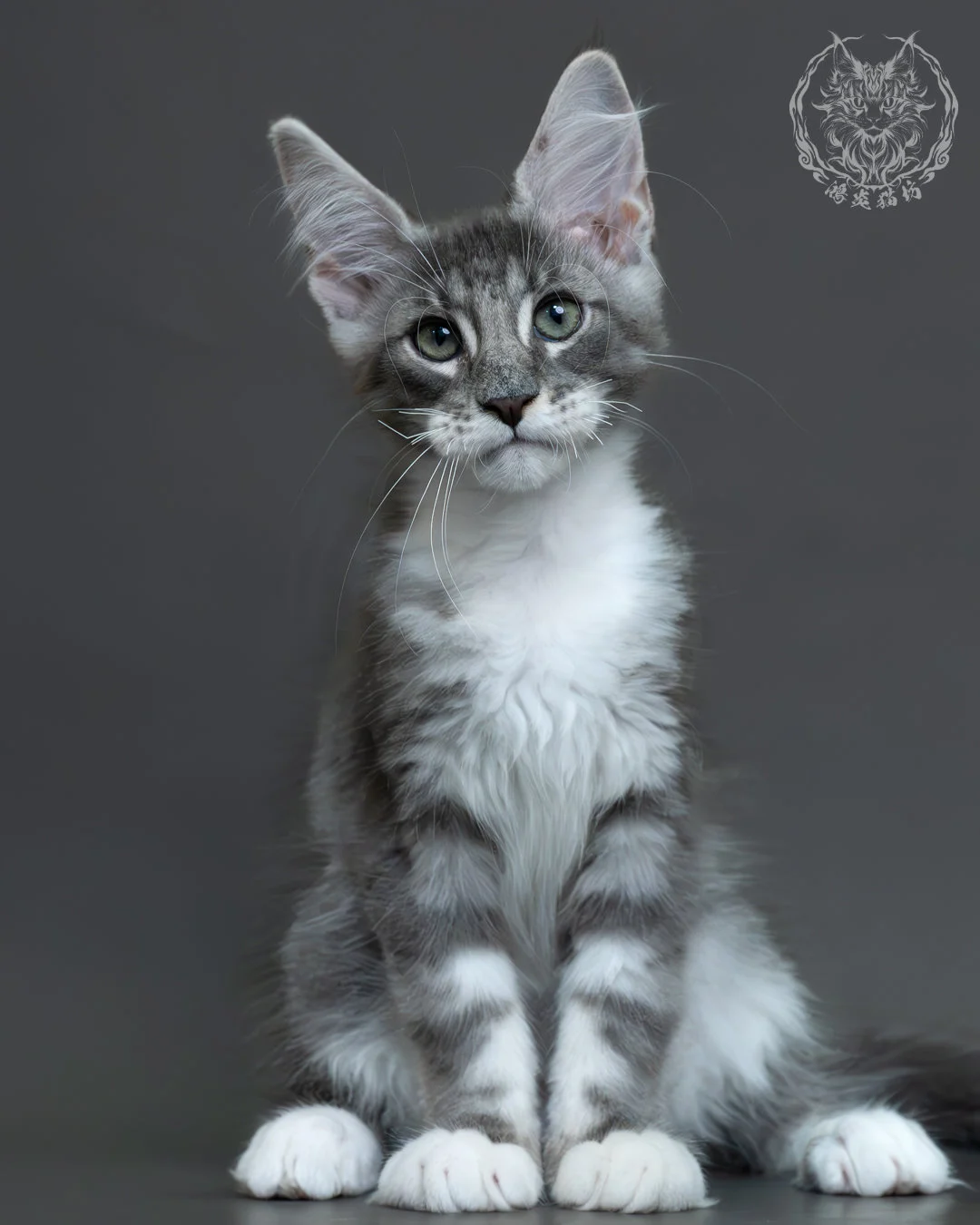 藍銀虎斑緬因貓 11