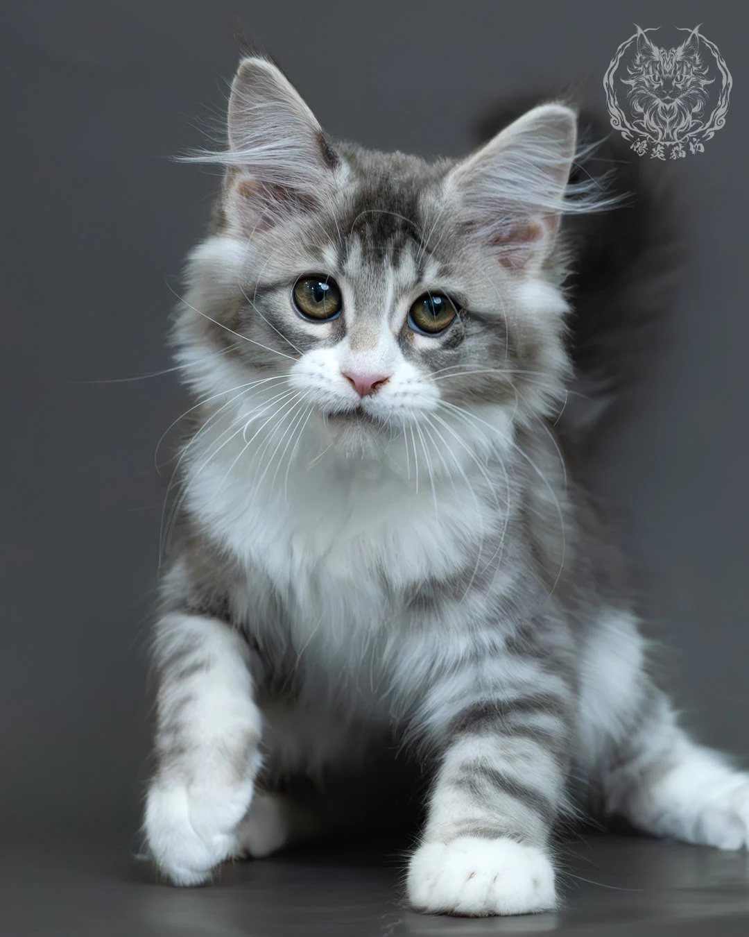 藍銀虎斑緬因貓 13